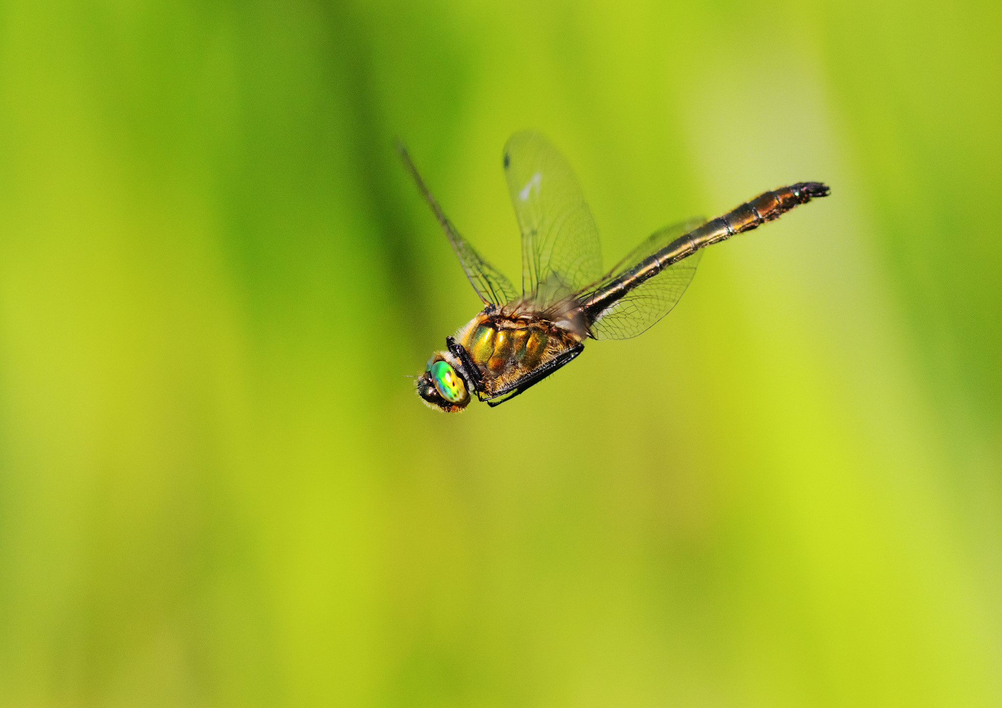 Canon EOS 80D + Canon EF 300mm F4L IS USM sample photo. Dragonfly -  guldsmed photography