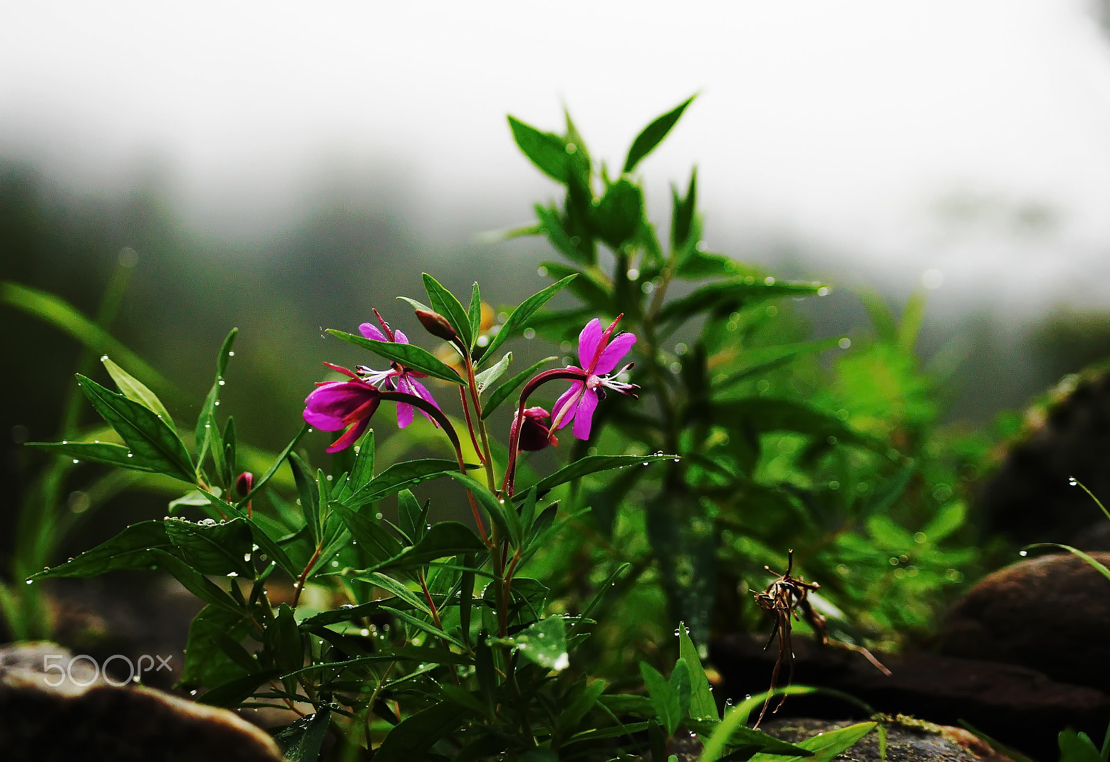 Sony DT 55-200mm F4-5.6 SAM sample photo. Расскажи мне о тумане... photography