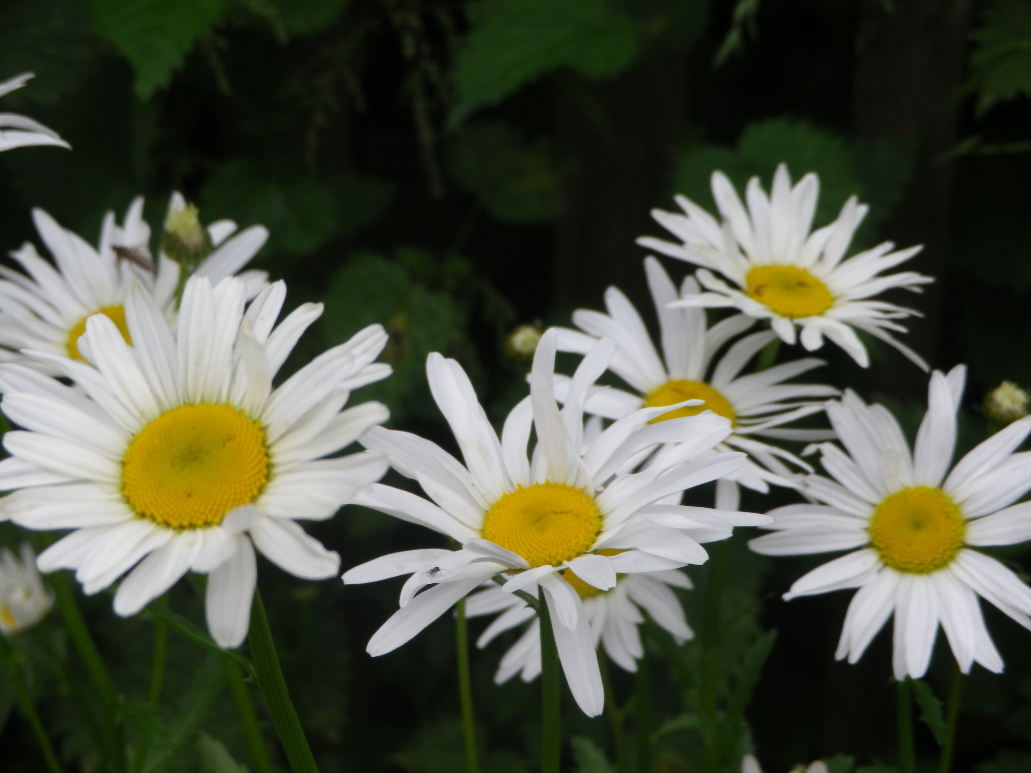 Pentax Optio RZ18 sample photo. Je t'aime, un peu, beaucoup....... photography