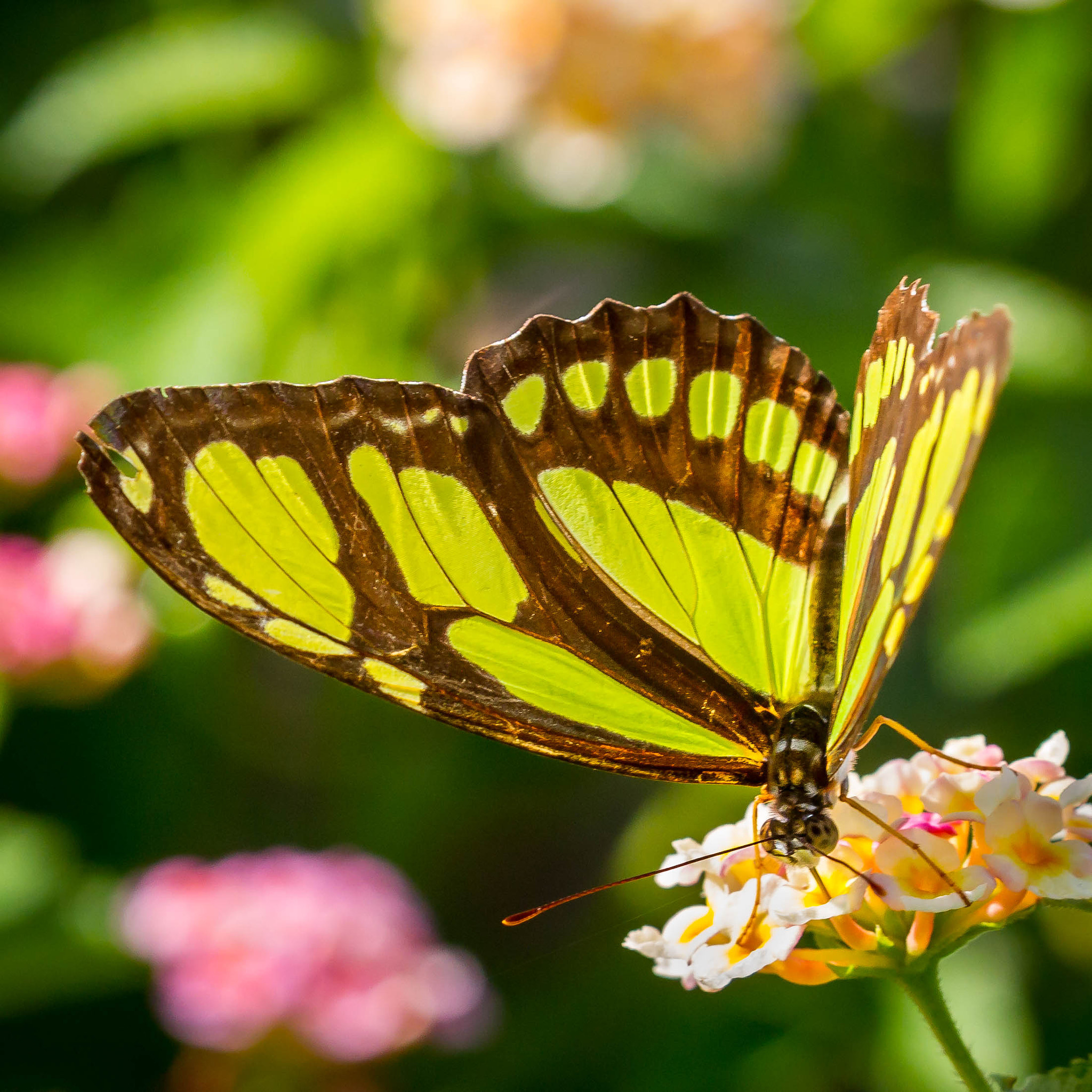 Canon EF 100-400mm F4.5-5.6L IS II USM sample photo. Malachite photography