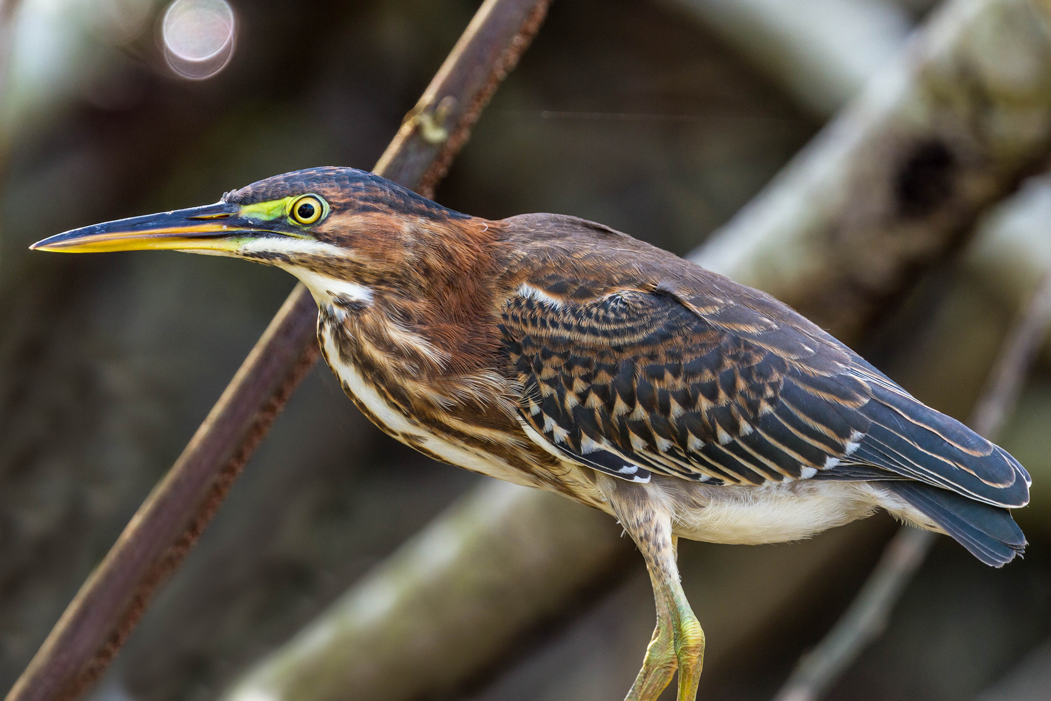 Canon EOS 7D + Canon EF 100-400mm F4.5-5.6L IS II USM sample photo. Green heron photography