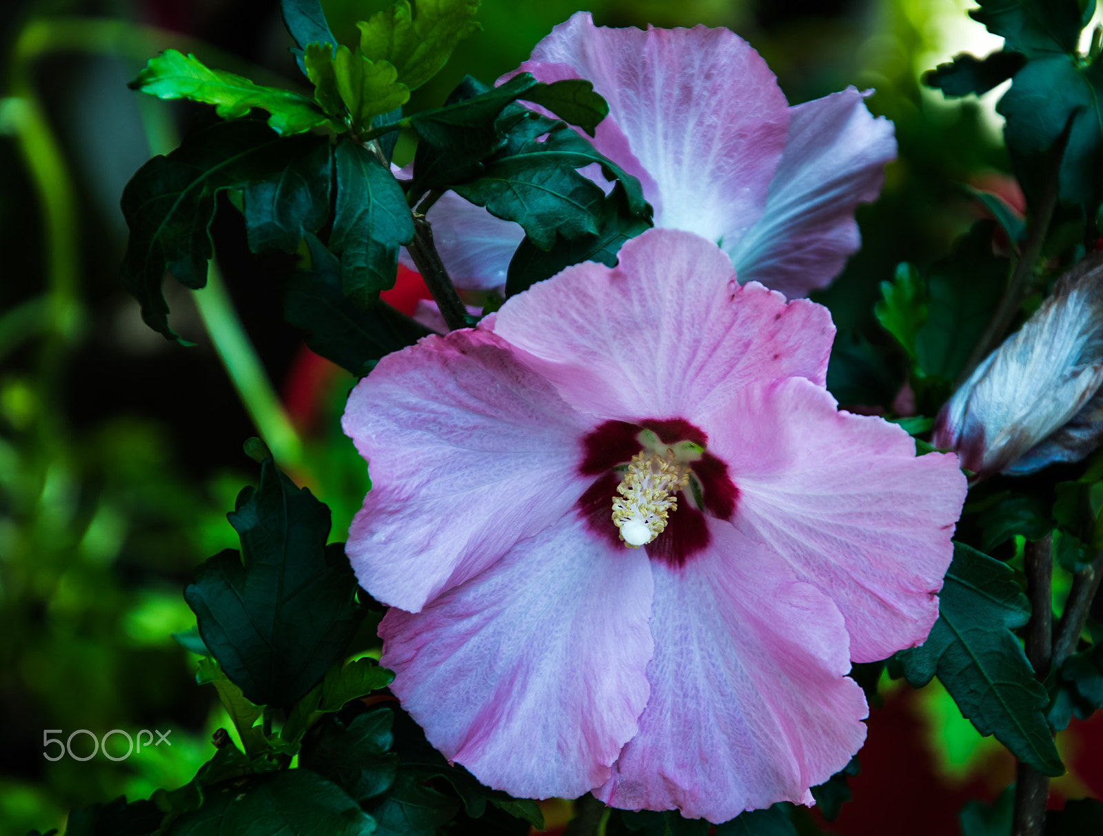 Nikon D810 + Nikon AF-S DX Nikkor 18-105mm F3.5-5.6G ED VR sample photo. Another rare hibiscus from our daughter's garden photography