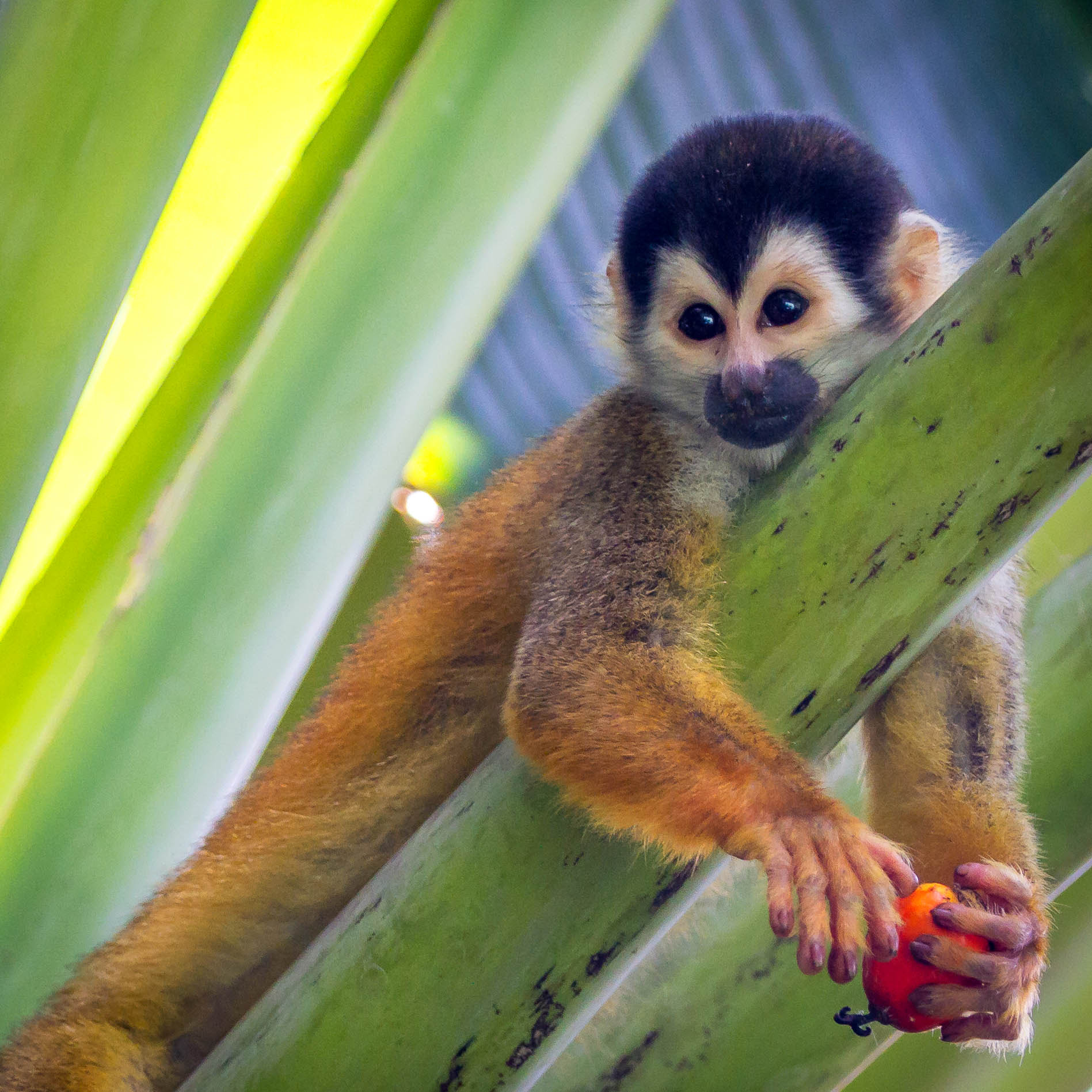 Canon EF 100-400mm F4.5-5.6L IS II USM sample photo. Squirrel monkey photography