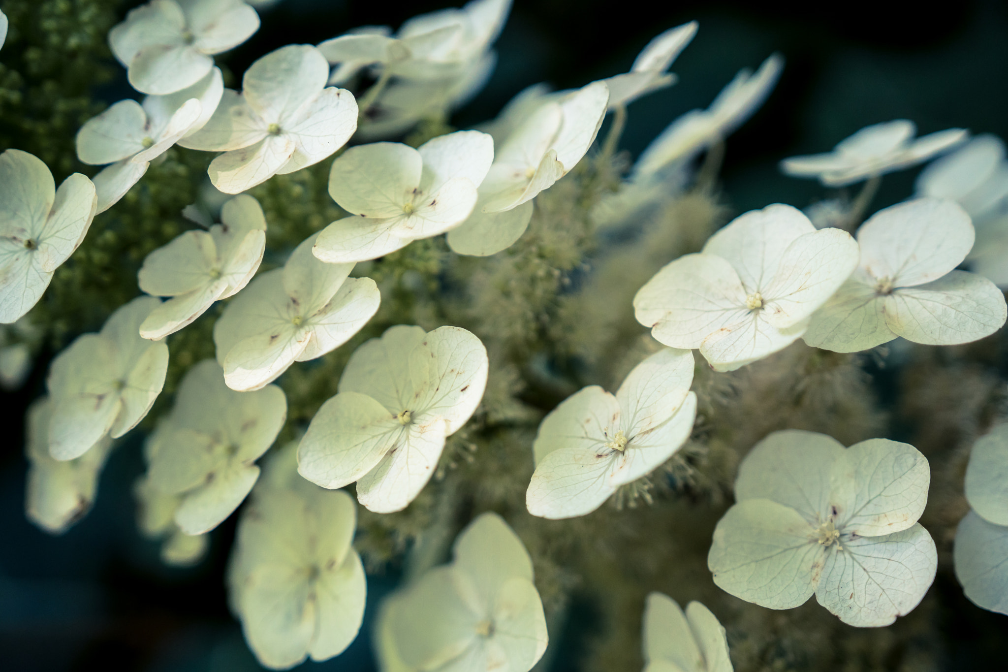 Sony a6300 + 18-35mm F1.8 DC HSM | Art 013 sample photo. White photography