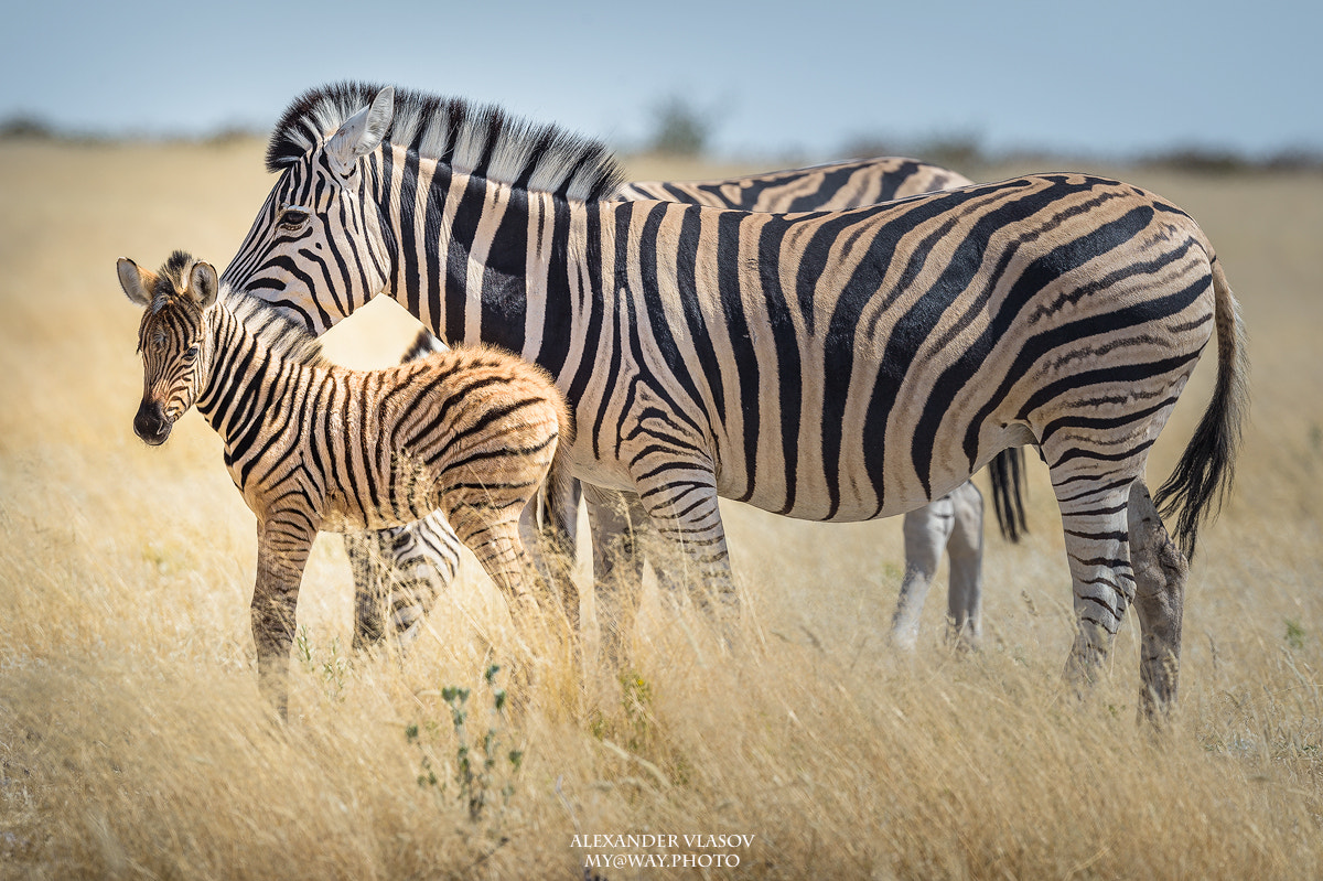Nikon AF-S Nikkor 500mm F4E FL ED VR sample photo. Zebra 2 photography