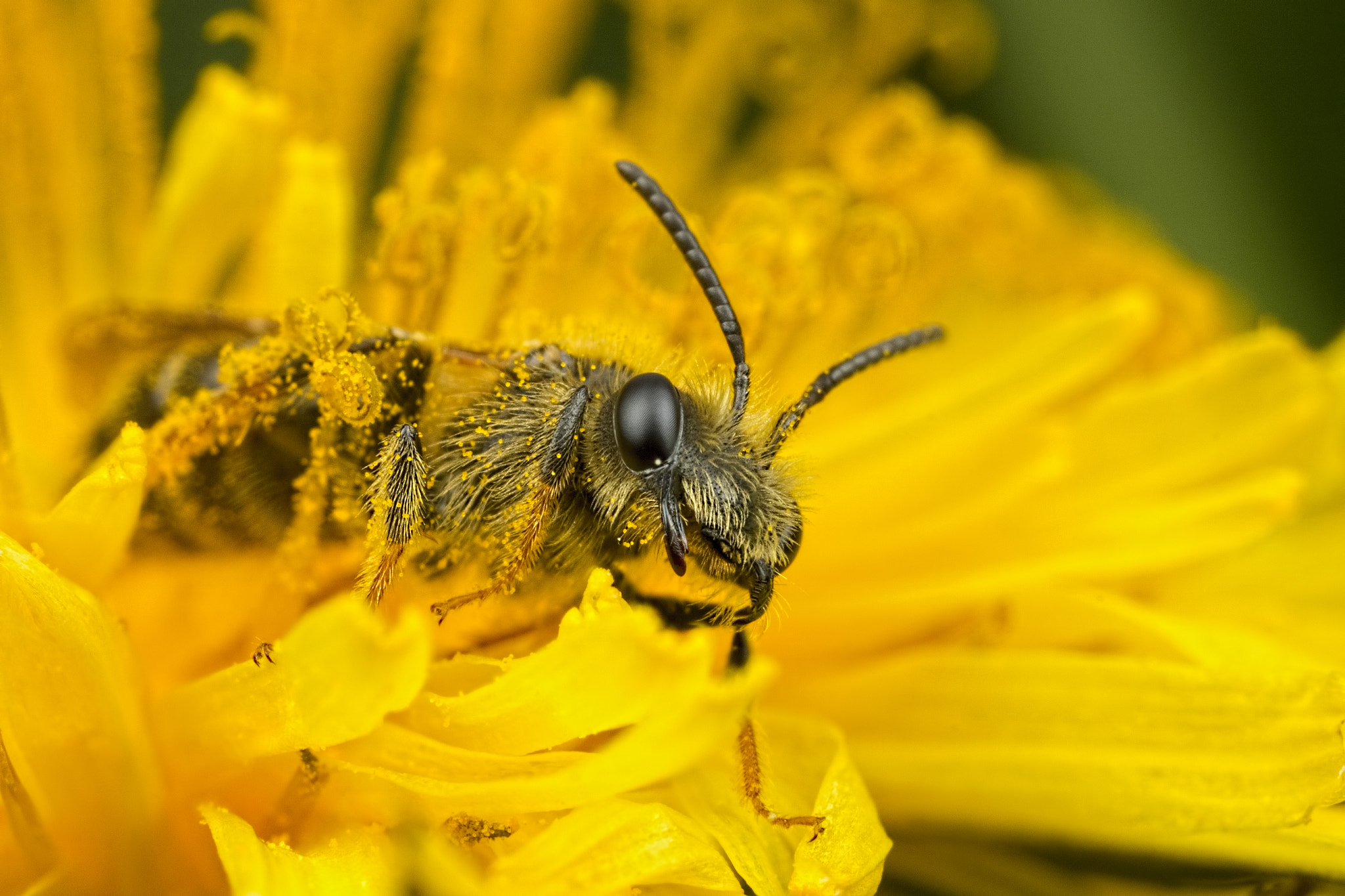 Canon EOS 760D (EOS Rebel T6s / EOS 8000D) + Canon MP-E 65mm F2.5 1-5x Macro Photo sample photo. Bee in the pollen photography