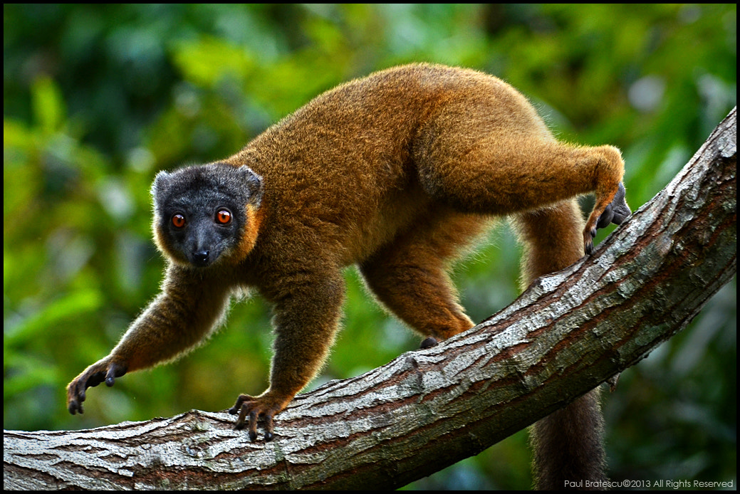 Nikon D7000 + Nikon AF-S Nikkor 200-400mm F4G ED-IF VR sample photo. Brown-collared lemur(eulemur collaris) madagascar photography