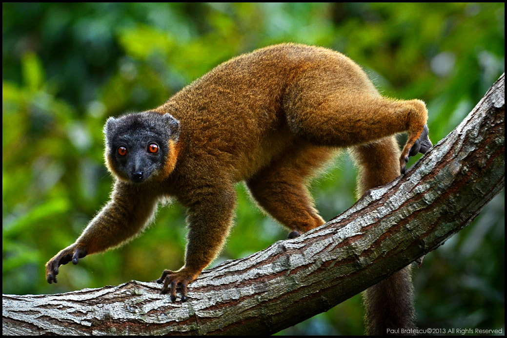 Nikon AF-S Nikkor 200-400mm F4G ED-IF VR sample photo. Brown-collared lemur(eulemur collaris) madagascar photography