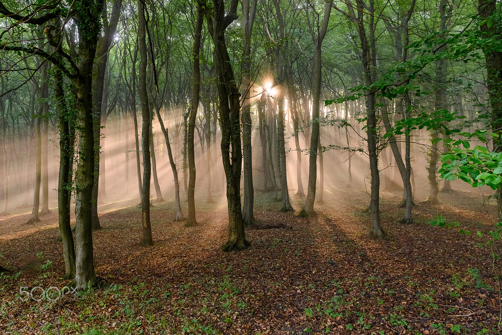 Nikon AF-S Nikkor 24-70mm F2.8E ED VR sample photo. Lights in the forest ! photography