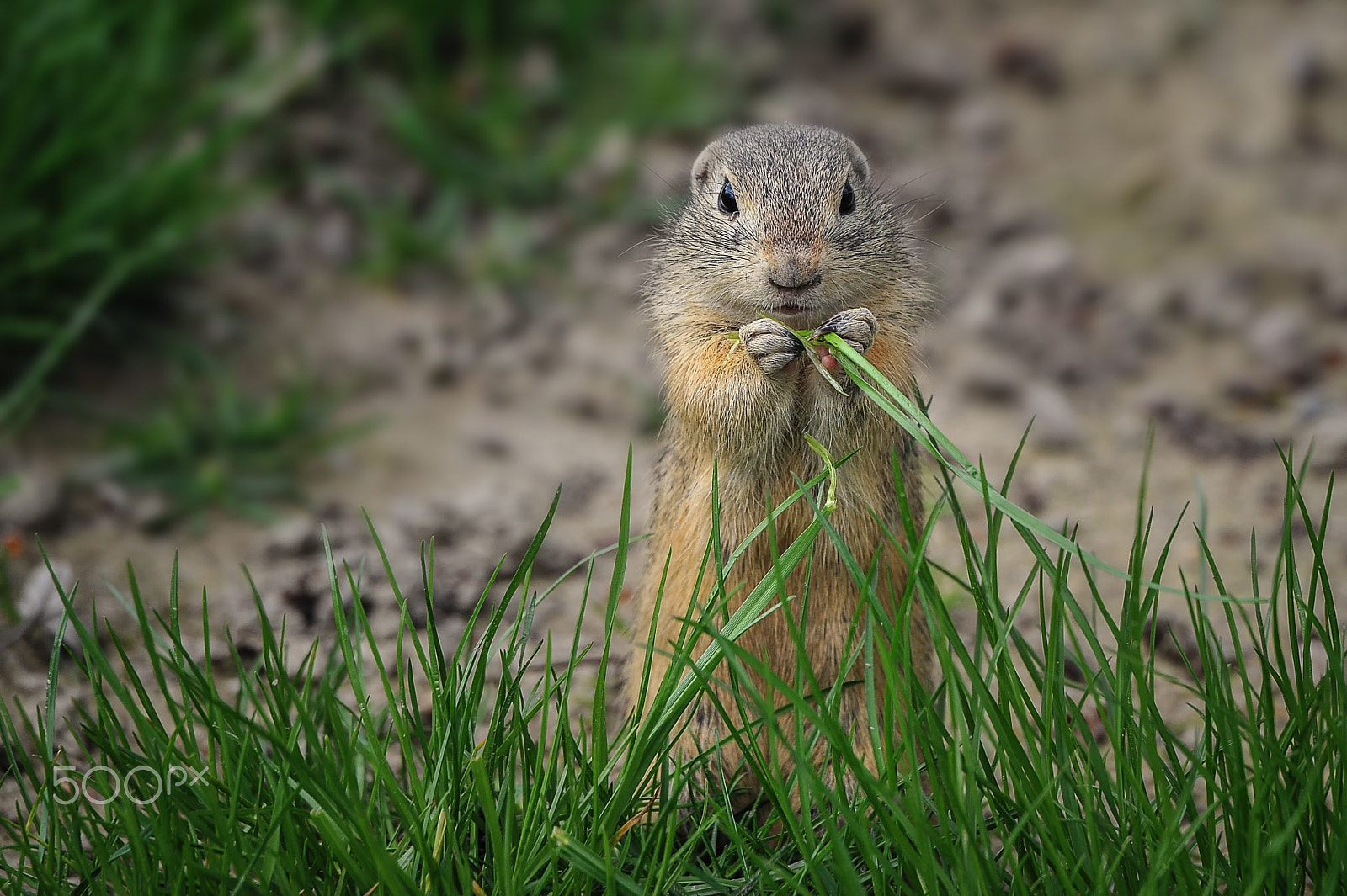 Sigma 50-500mm F4.5-6.3 DG OS HSM sample photo. Ground squirrel photography