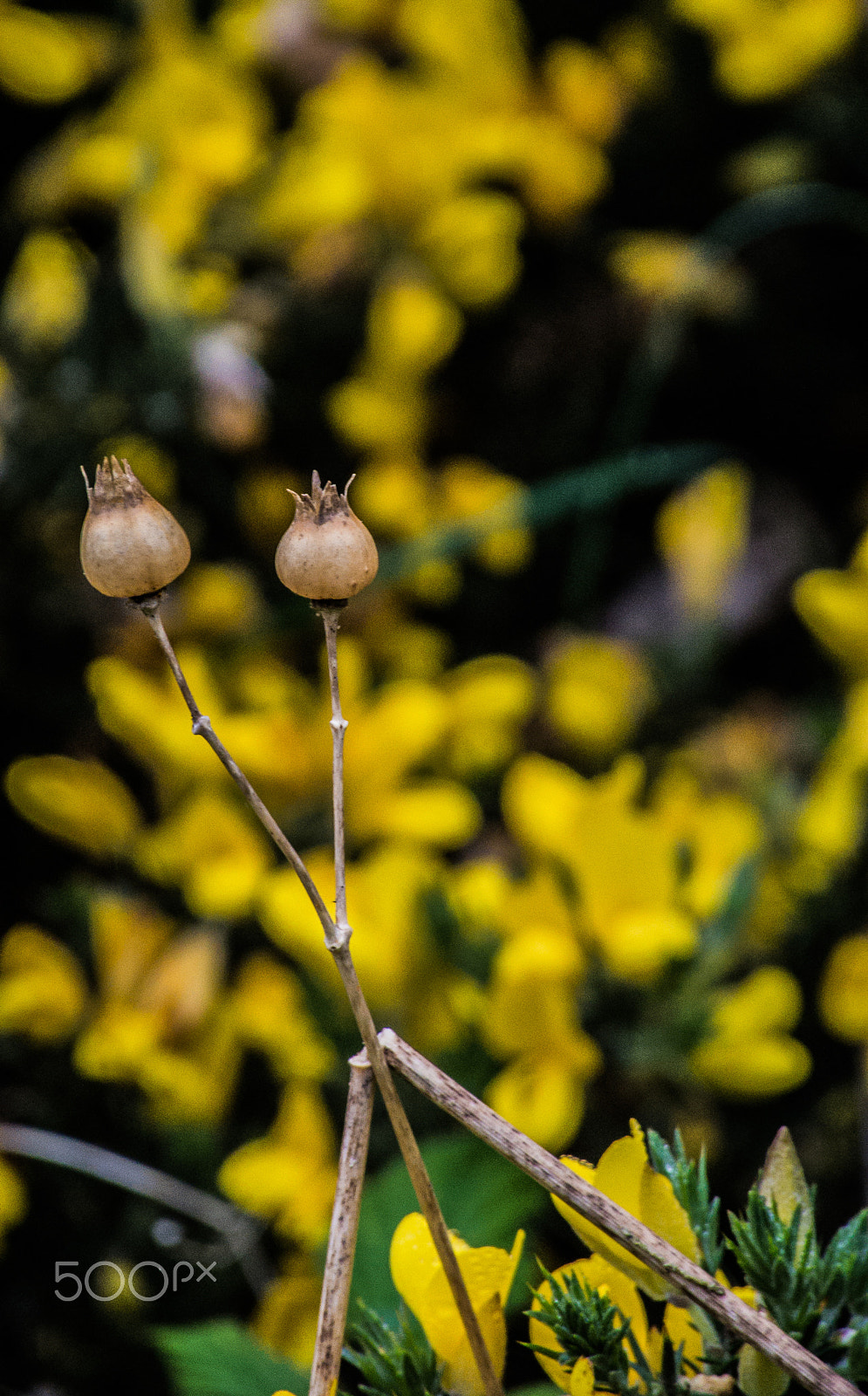 Nikon 1 V1 sample photo. Nature's symmetry photography