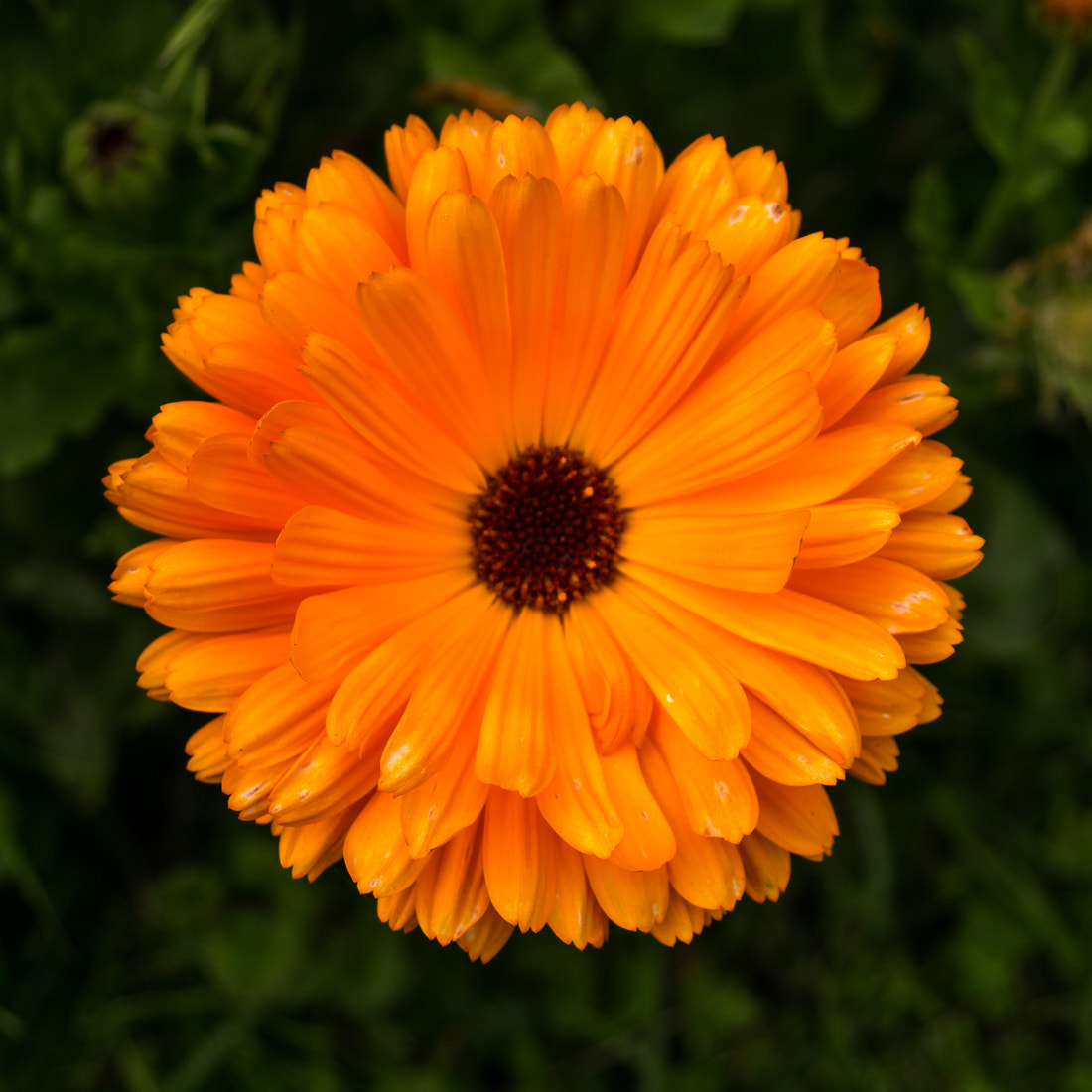 Panasonic Lumix DMC-GX1 sample photo. Orange flower photography