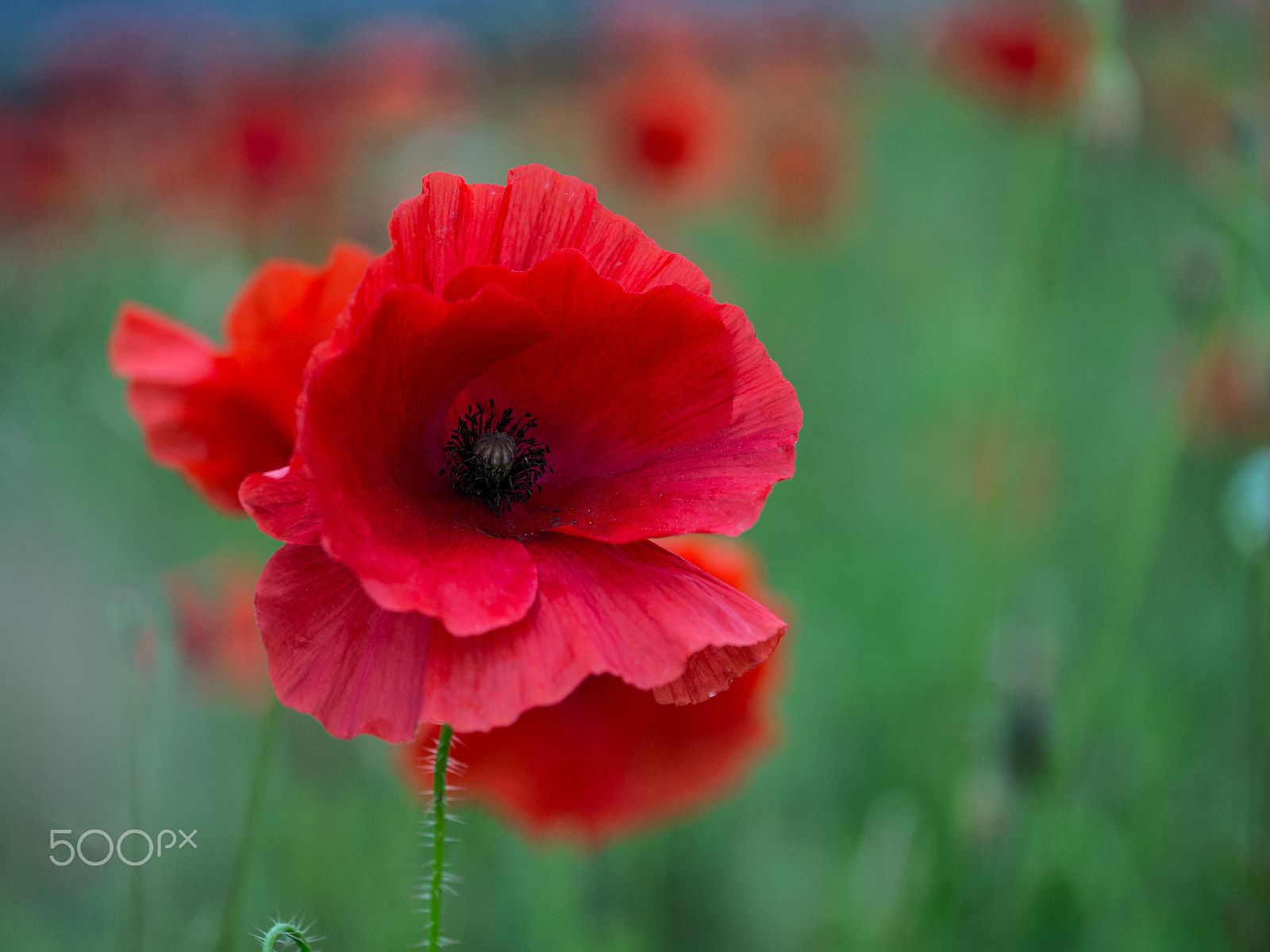 Olympus OM-D E-M10 + Sigma 60mm F2.8 DN Art sample photo. Poppy photography