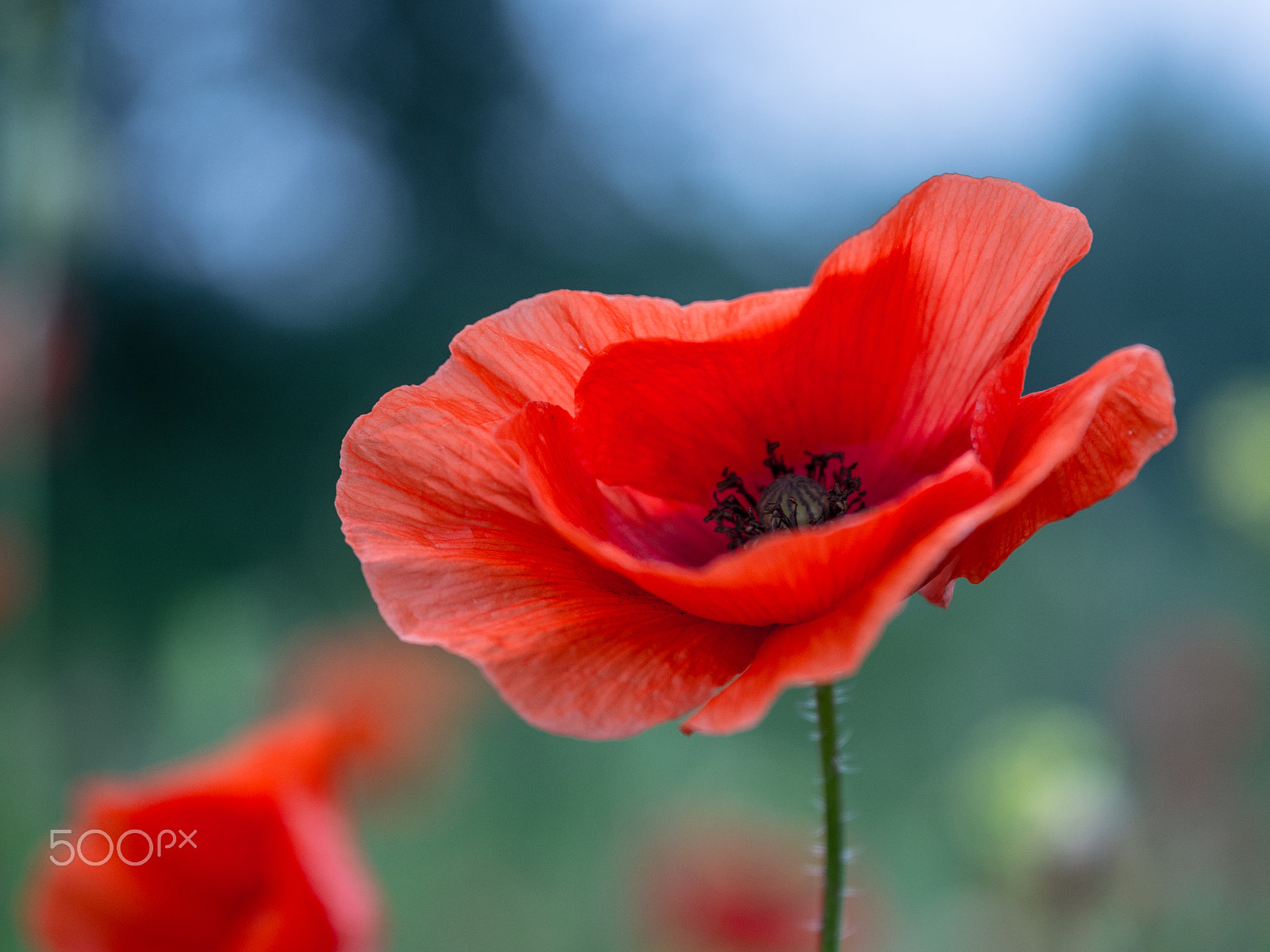 Olympus OM-D E-M10 + Sigma 60mm F2.8 DN Art sample photo. Poppy photography