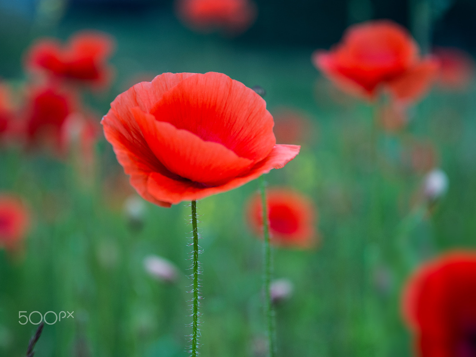 Olympus OM-D E-M10 + Sigma 60mm F2.8 DN Art sample photo. Poppy photography