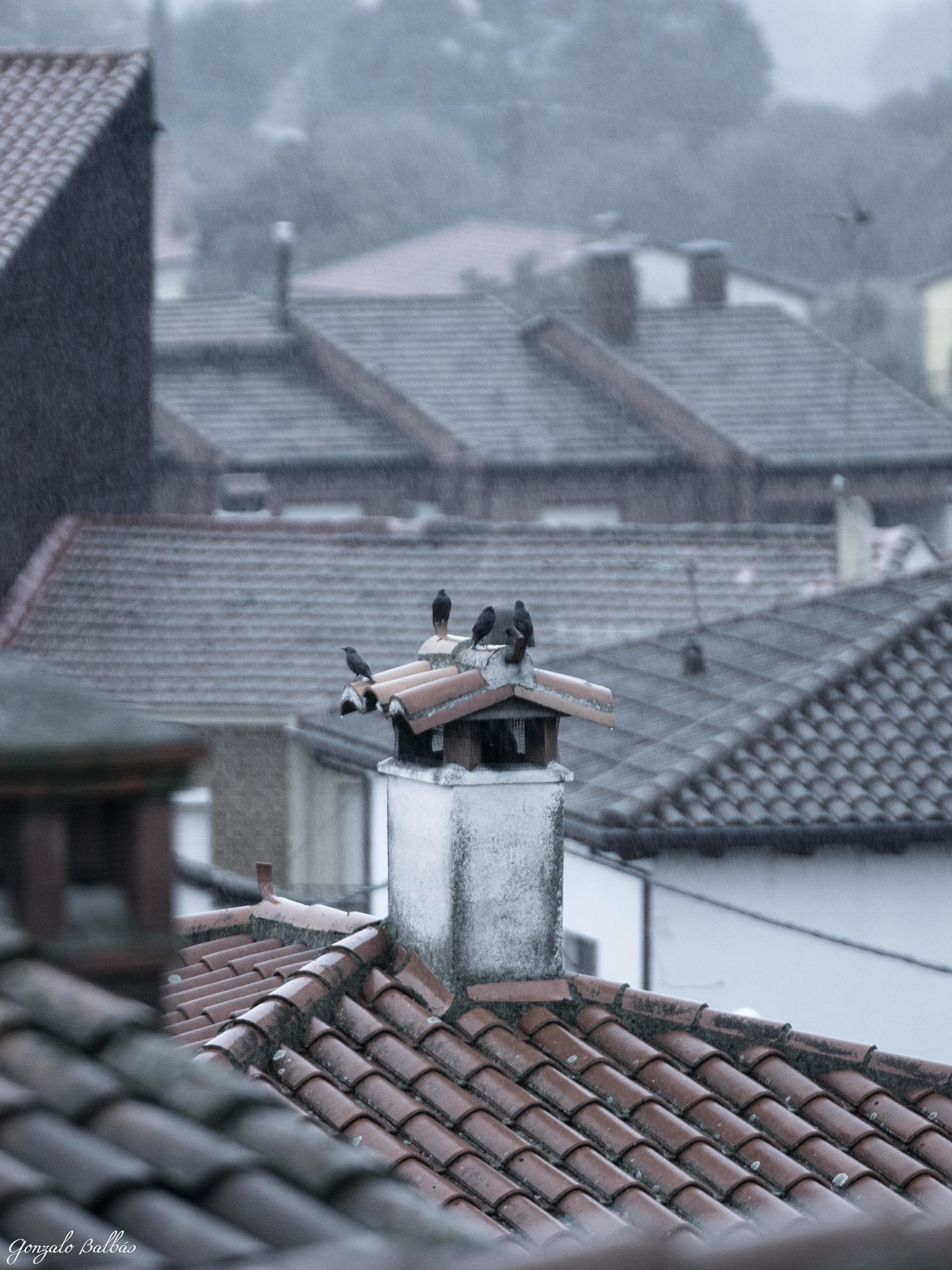 Sony ILCA-77M2 + Tamron SP 70-200mm F2.8 Di VC USD sample photo. Speaking under storm photography