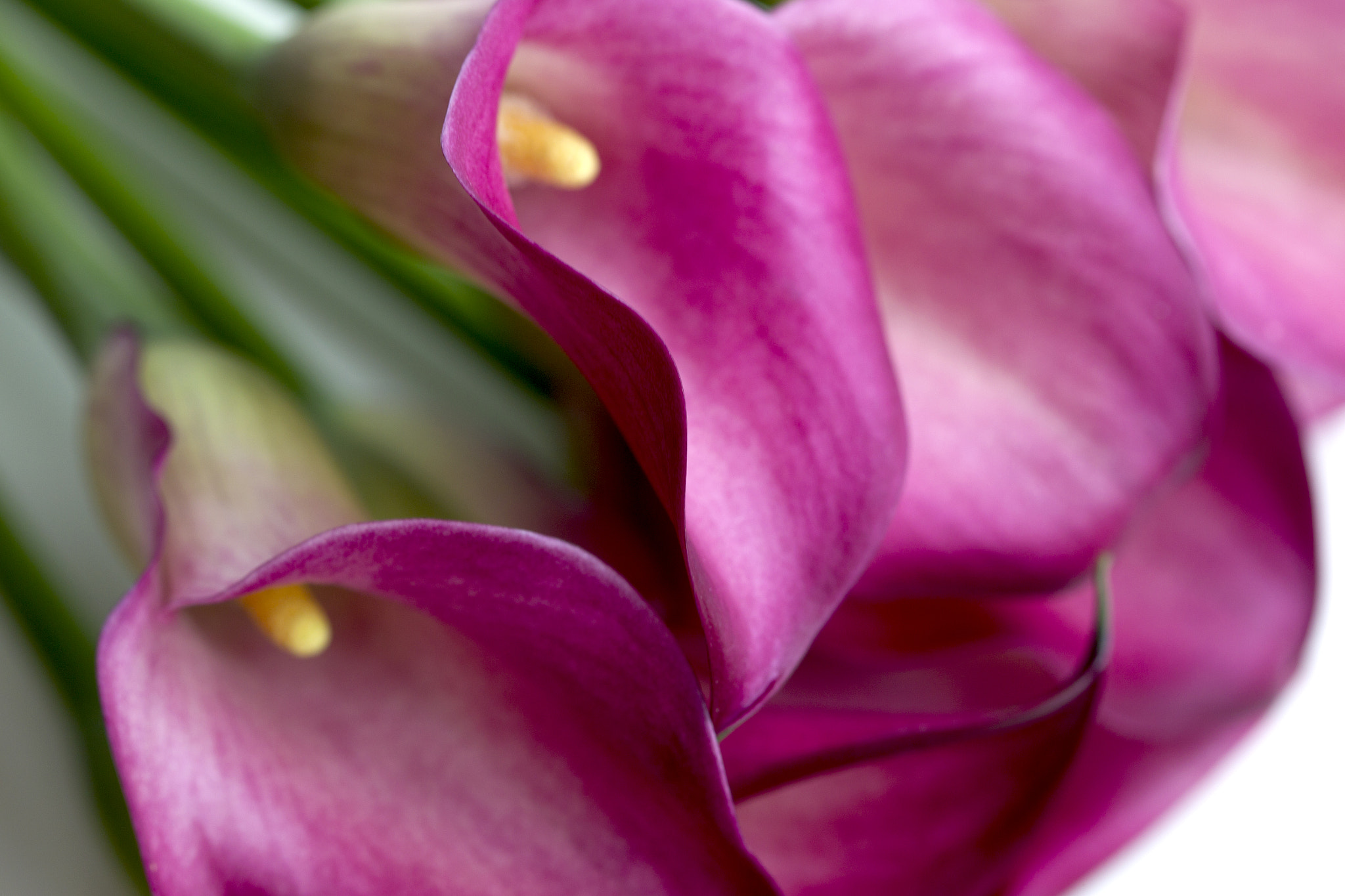Canon EOS-1D Mark IV sample photo. Callas1 photography