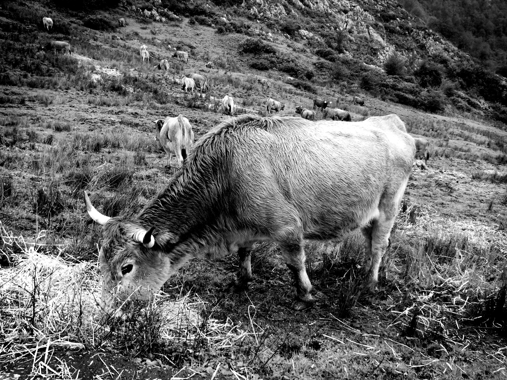 Ricoh Caplio R5 sample photo. Vaca pastando photography