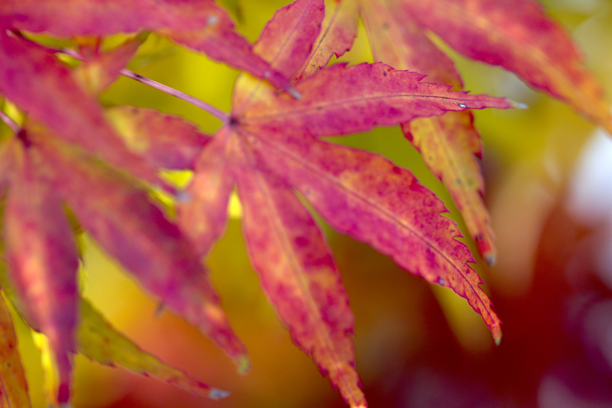 Canon EOS-1D Mark IV sample photo. Leaves photography