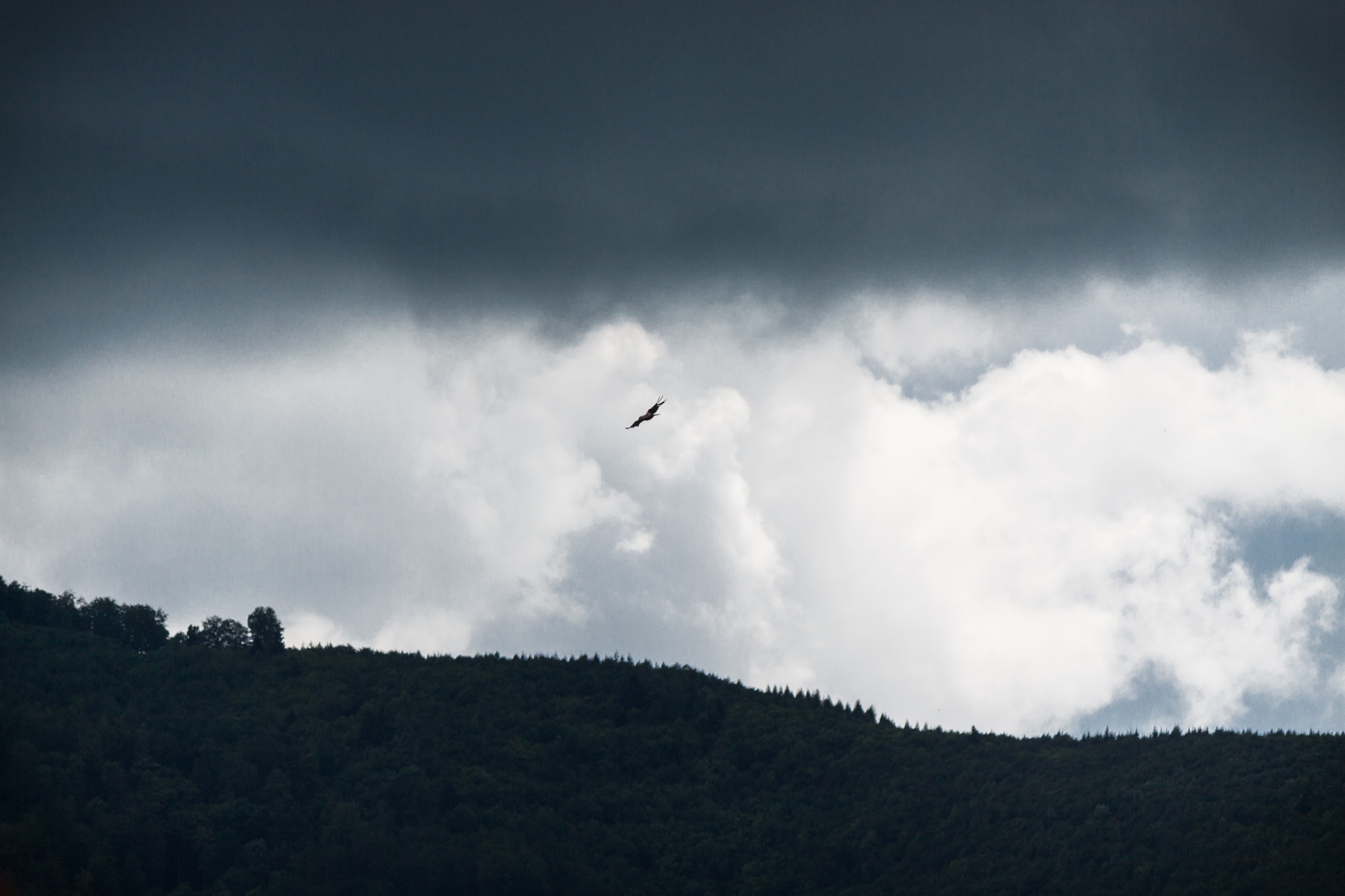 Canon EF-S 55-250mm F4-5.6 IS II sample photo. Flyin' photography
