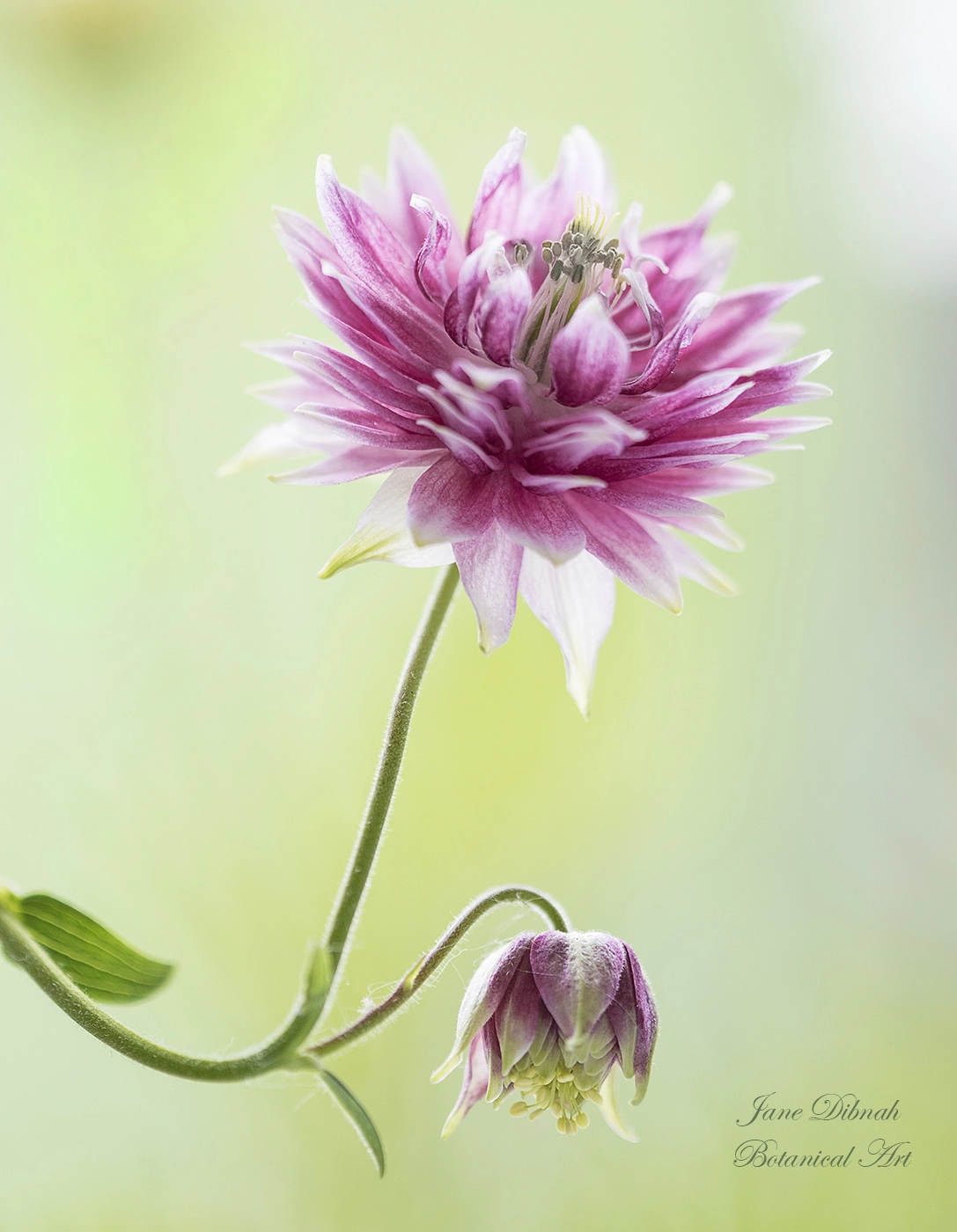 Canon EF 180mm F3.5L Macro USM sample photo. Aquilegia photography