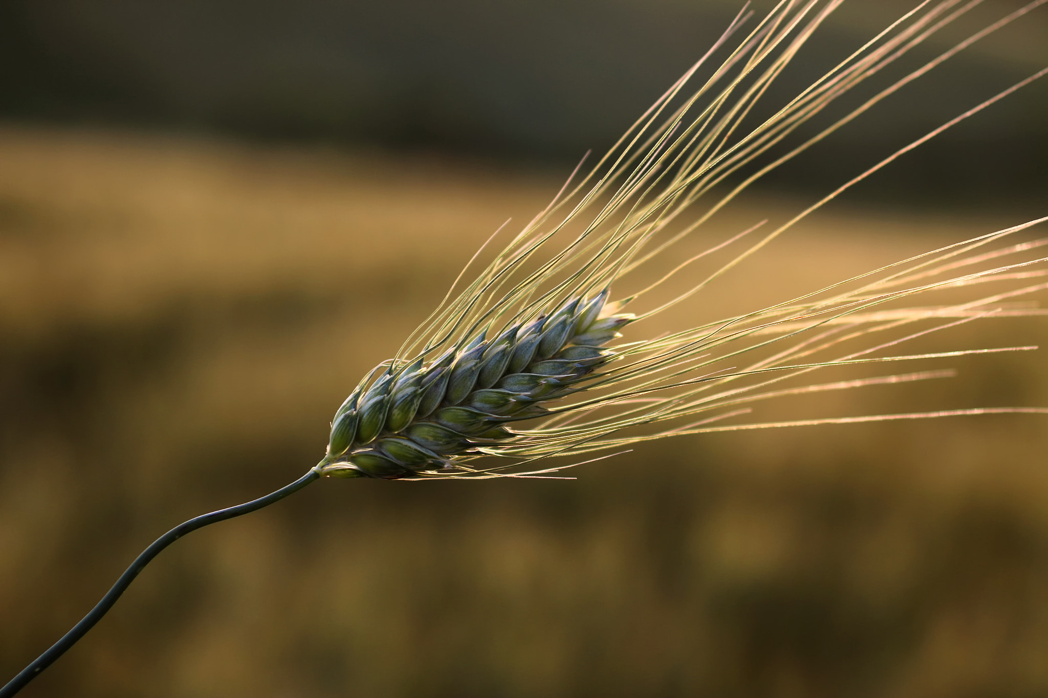 Canon EOS 70D + Sigma 50mm f/2.8 EX sample photo. Farm ear photography