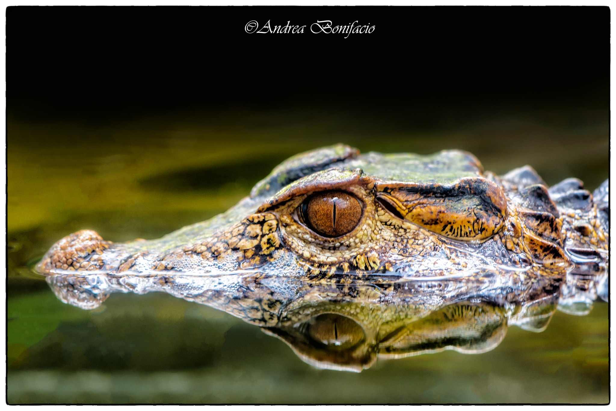 Sigma 150mm F2.8 EX DG Macro HSM sample photo. Caiman photography