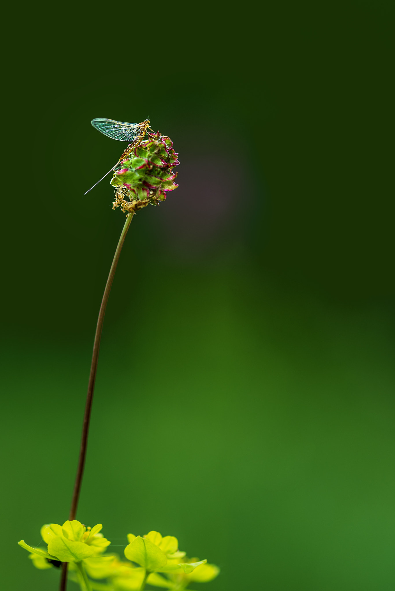 ZEISS Makro-Planar T* 100mm F2 sample photo. Eintagsfliege photography