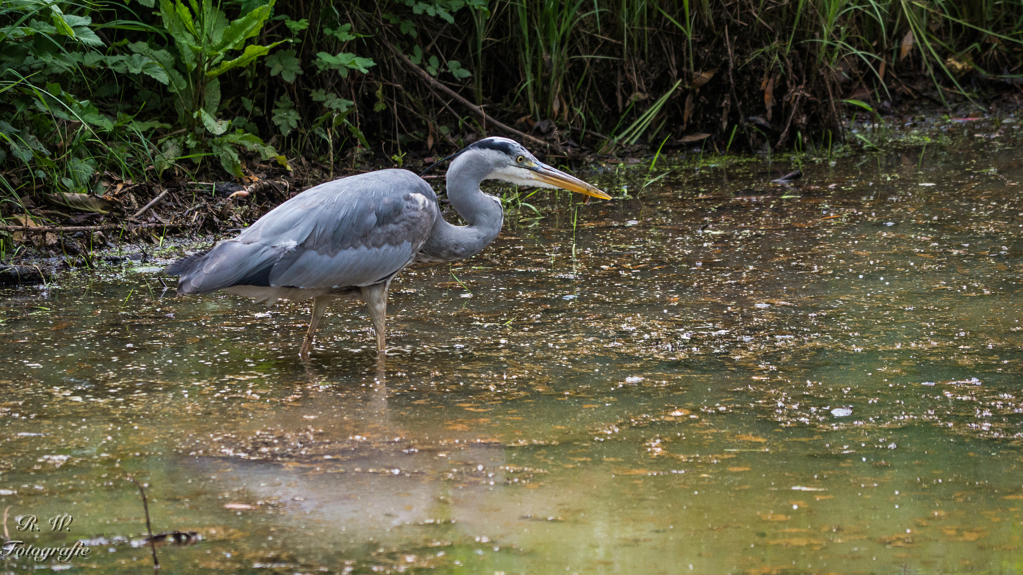 Panasonic Lumix DMC-GH3 sample photo. Auf der lauer photography