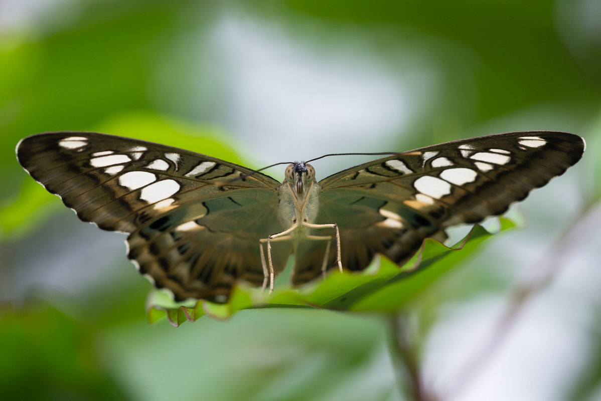 Sigma 150mm F2.8 EX DG Macro HSM sample photo. Clipper butterfly photography