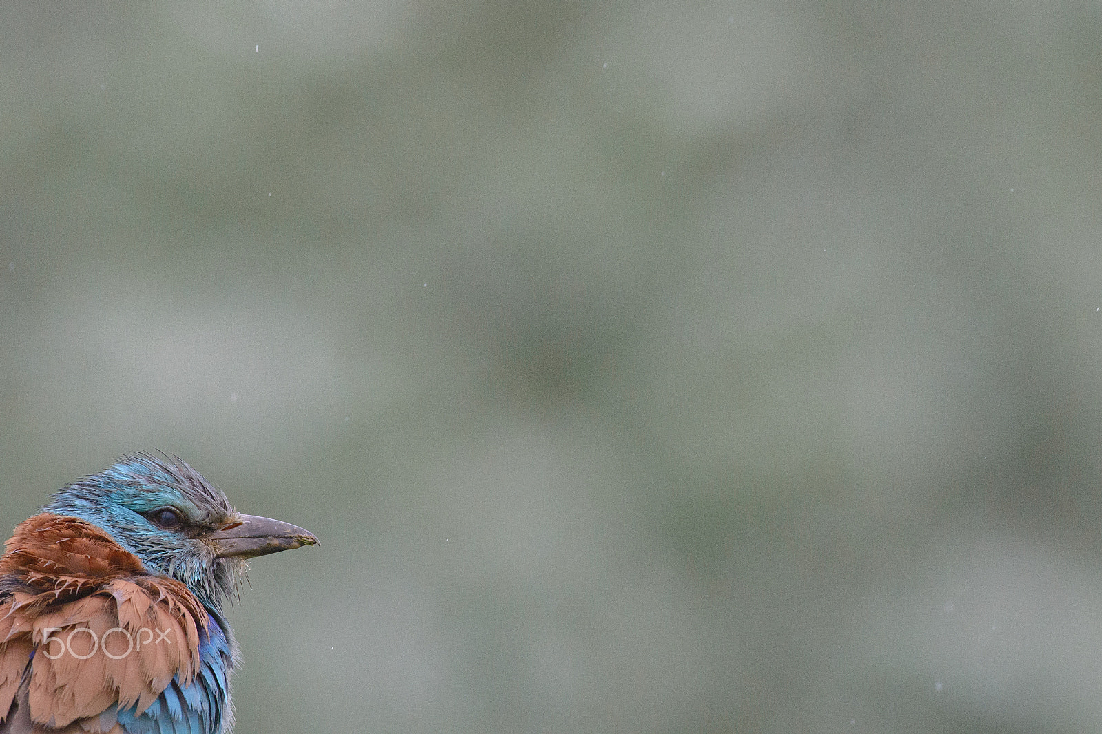 Nikon D600 + Nikon AF-S Nikkor 500mm F4G ED VR sample photo. Europaen roller -little rain photography