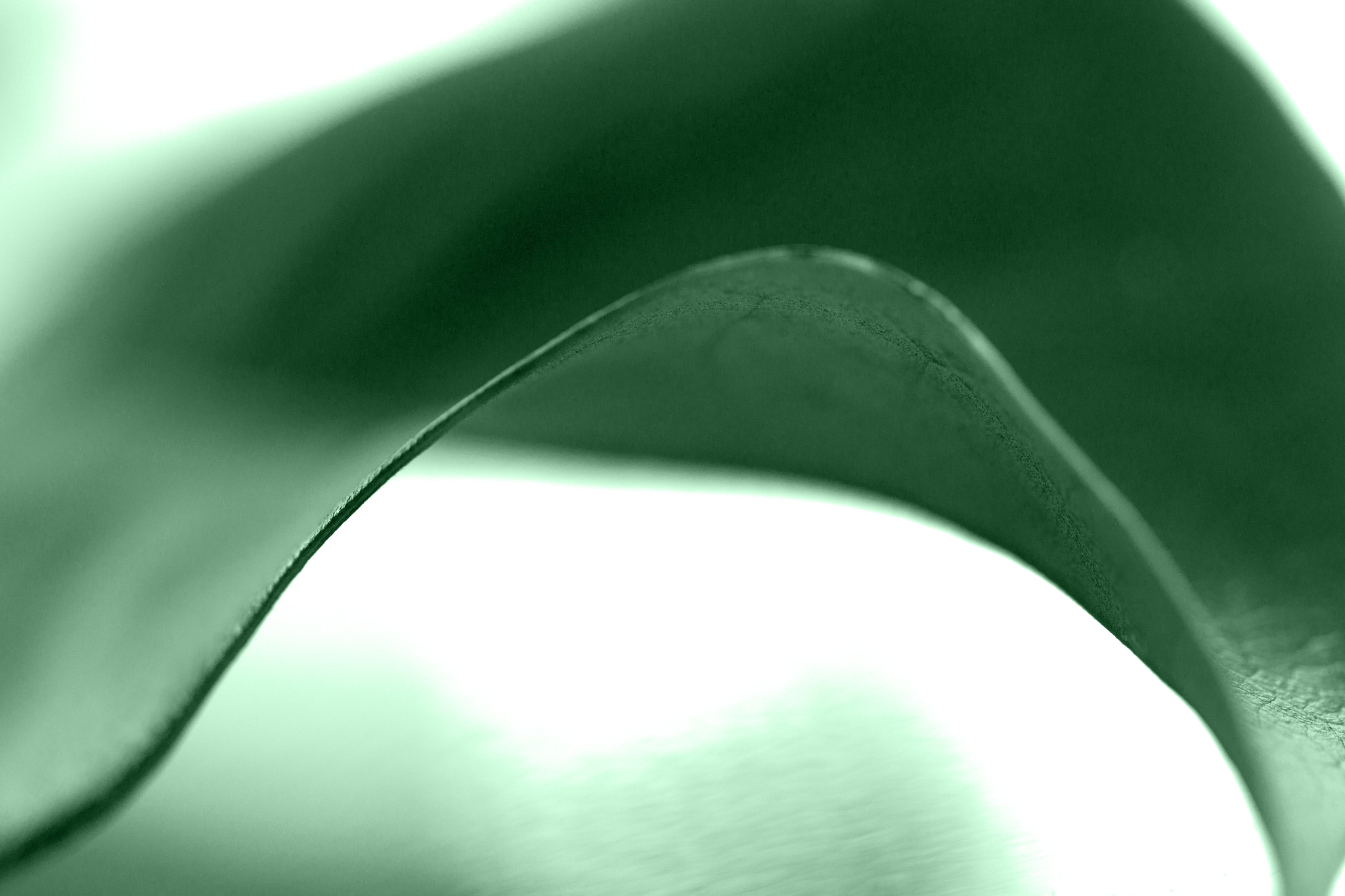 Canon EOS-1D Mark IV sample photo. Green leaf photography
