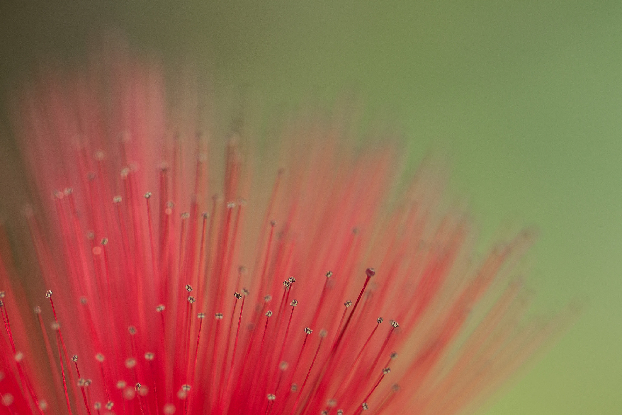 Canon EF 100mm F2.8 Macro USM sample photo