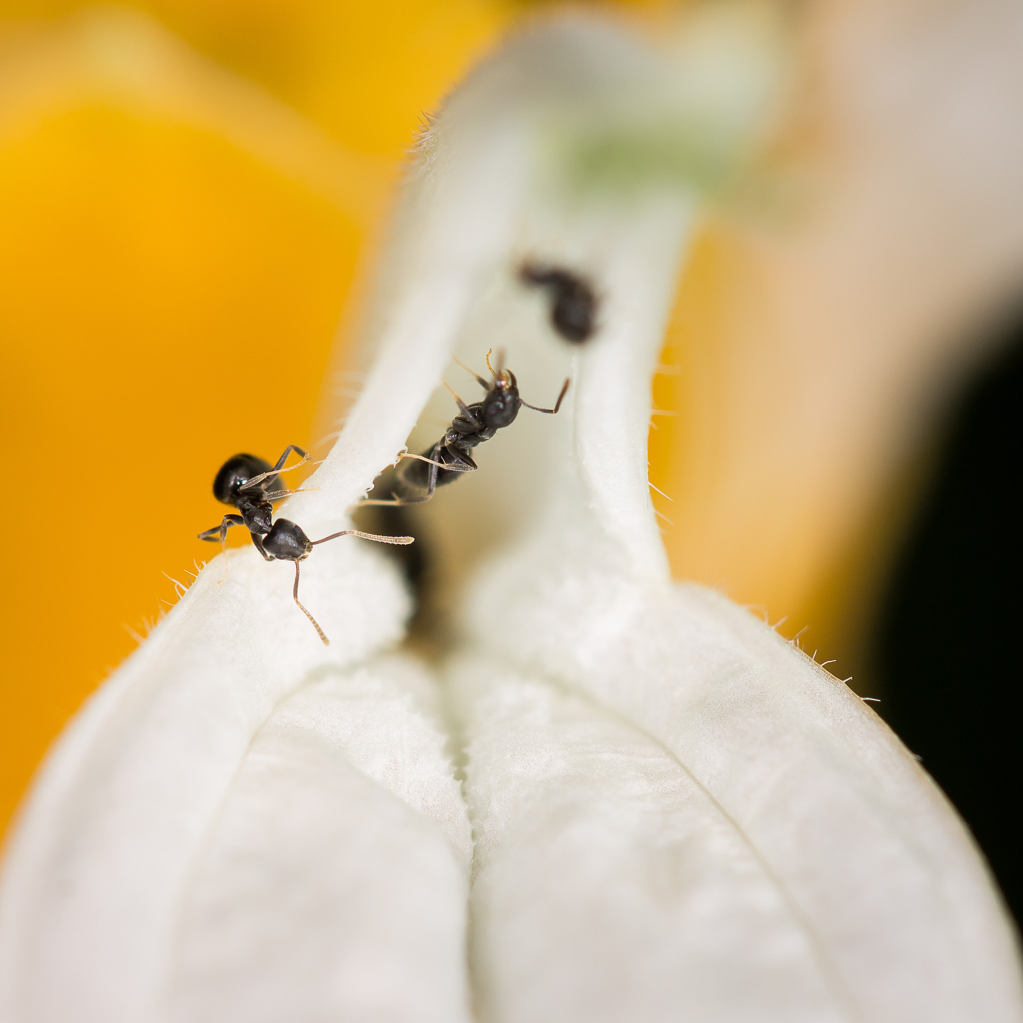 Canon EF 100mm F2.8 Macro USM sample photo. Jan naessens plantentuin photography