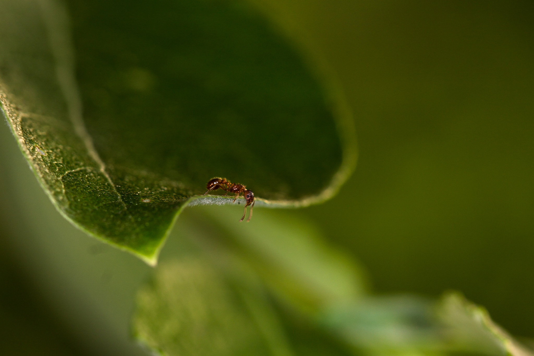 Canon EF 100mm F2.8 Macro USM sample photo. Jan naessens photography