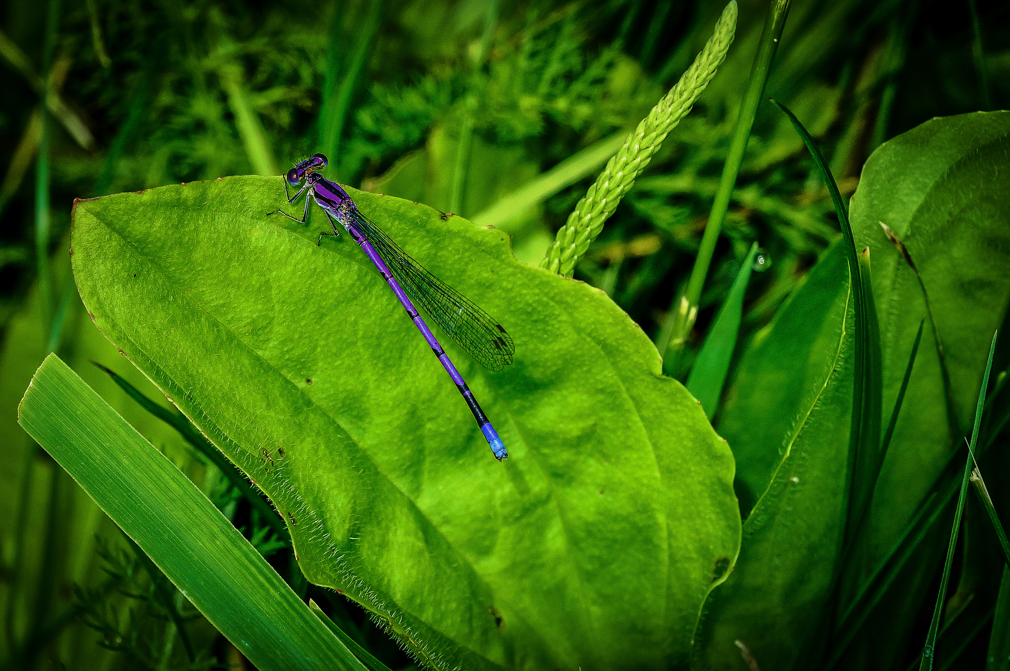 Sony Alpha NEX-5T + Sony E 55-210mm F4.5-6.3 OSS sample photo. Bluet in the sun photography