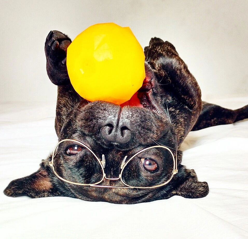 Dog and Orange by Gael The Bulldog on 500px.com