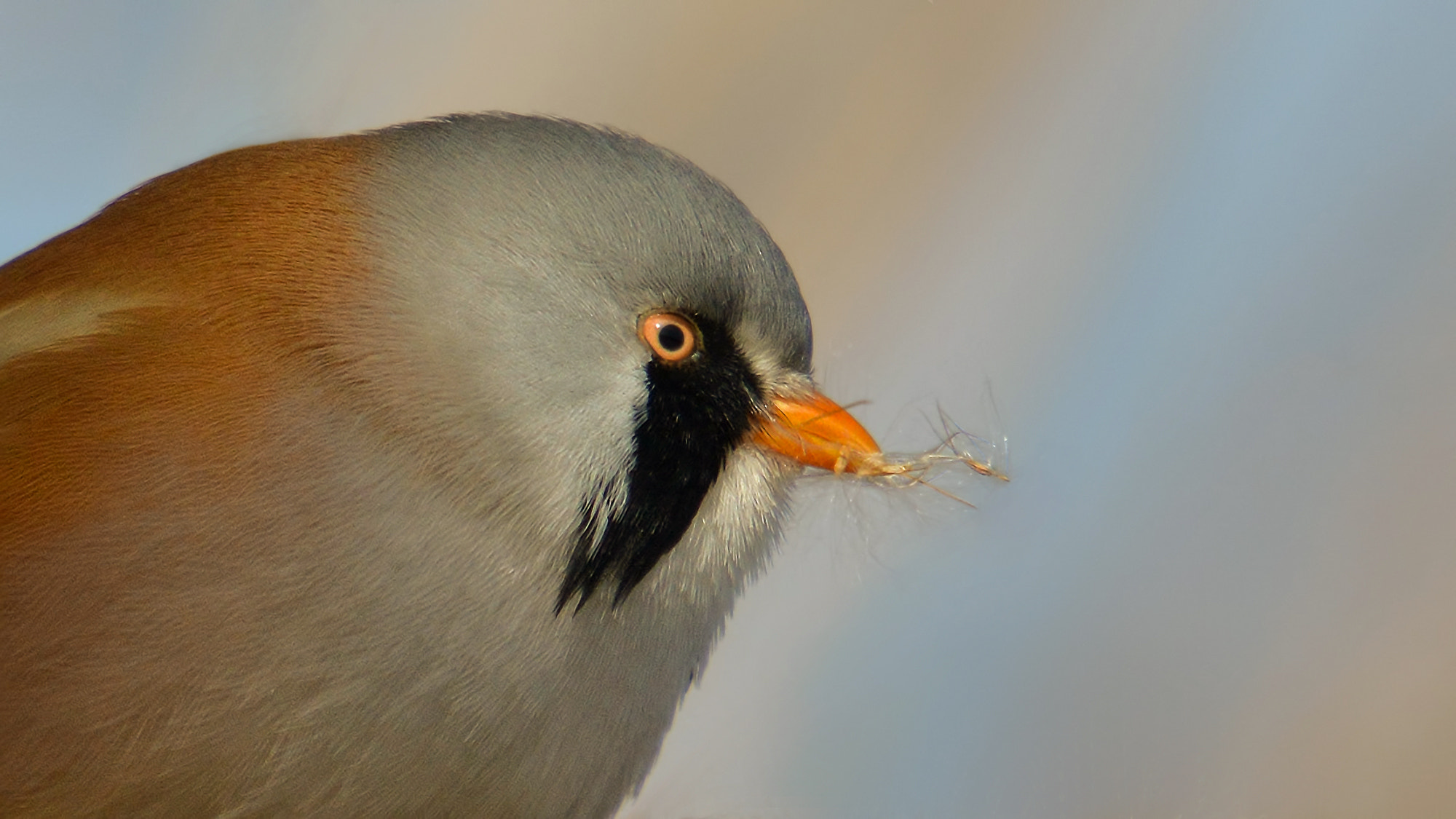 Sigma 50-500mm F4-6.3 EX APO RF HSM sample photo. Bıyıklı baştankara (bearded reedling, panurus biarmicus) photography