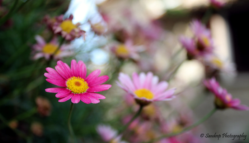 Canon EOS 750D (EOS Rebel T6i / EOS Kiss X8i) sample photo. Spring is here... photography