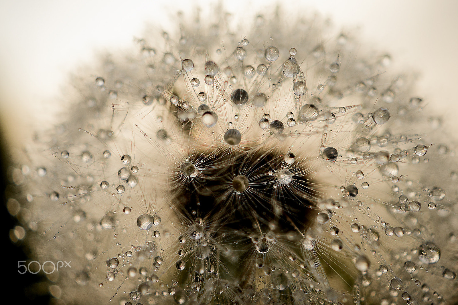 Sony a99 II + Sony DT 30mm F2.8 Macro SAM sample photo. Dandelion photography