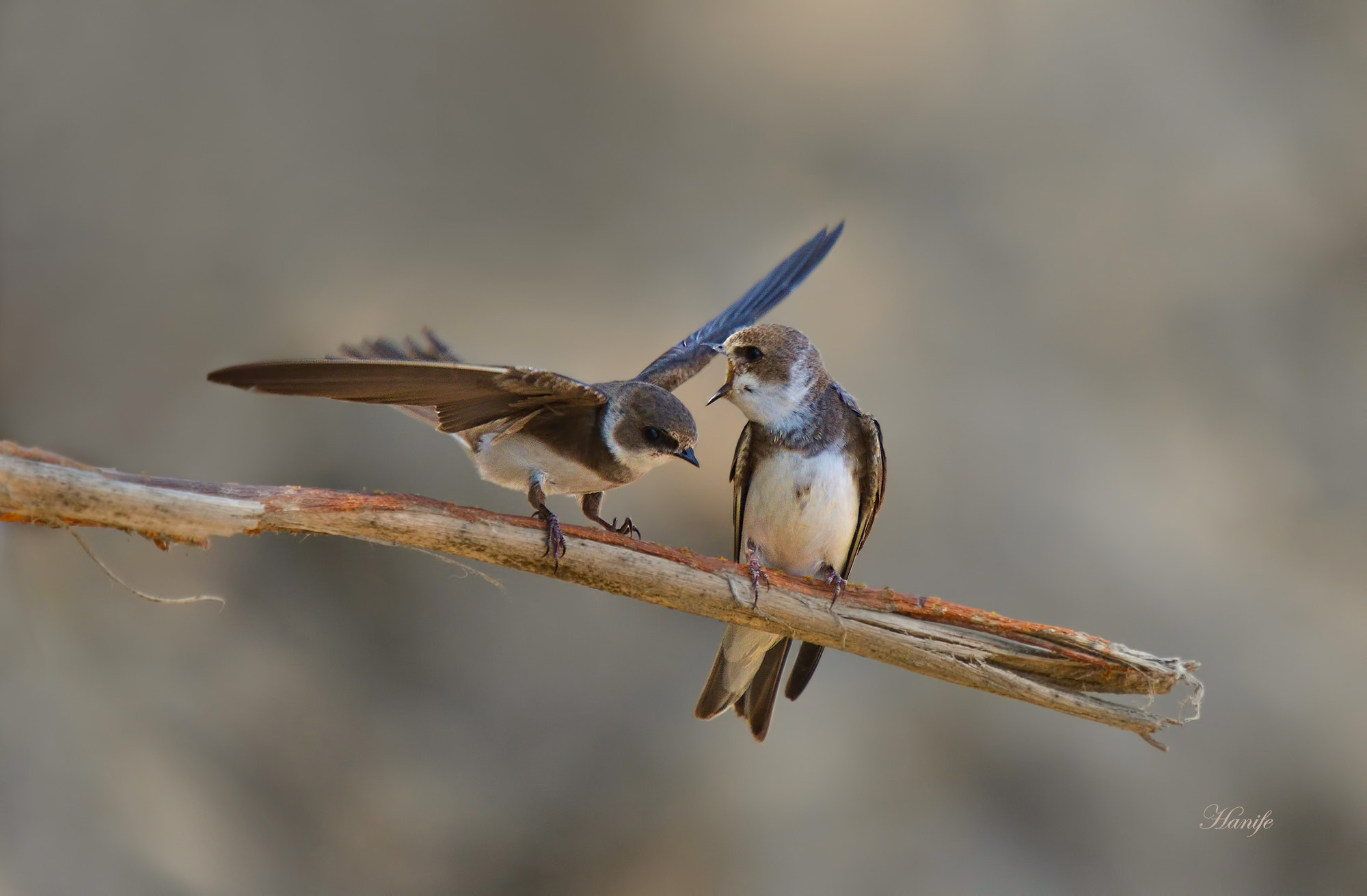 Sigma 50-500mm F4-6.3 EX APO RF HSM sample photo. Kum kırlangıcı (sand martin, riparia riparia) photography