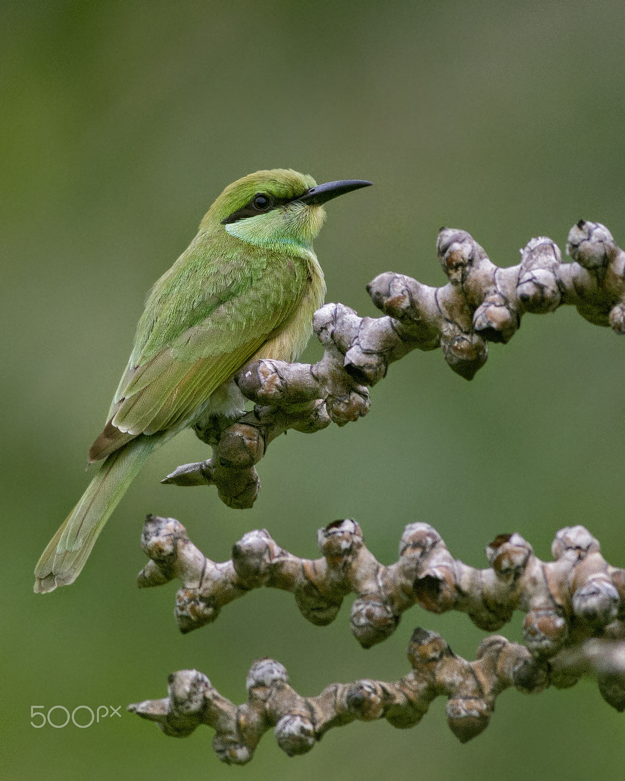 Canon EOS 60D + Canon EF 400mm F5.6L USM sample photo. Green bee-eater photography