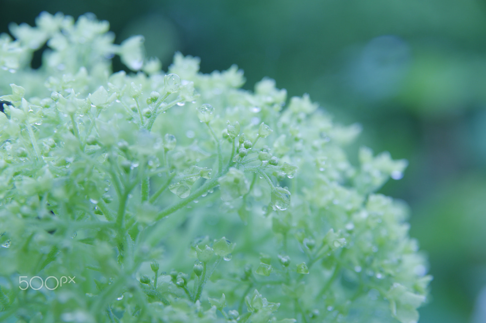 Sigma 17-70mm F2.8-4.5 DC Macro sample photo. Rainy day photography