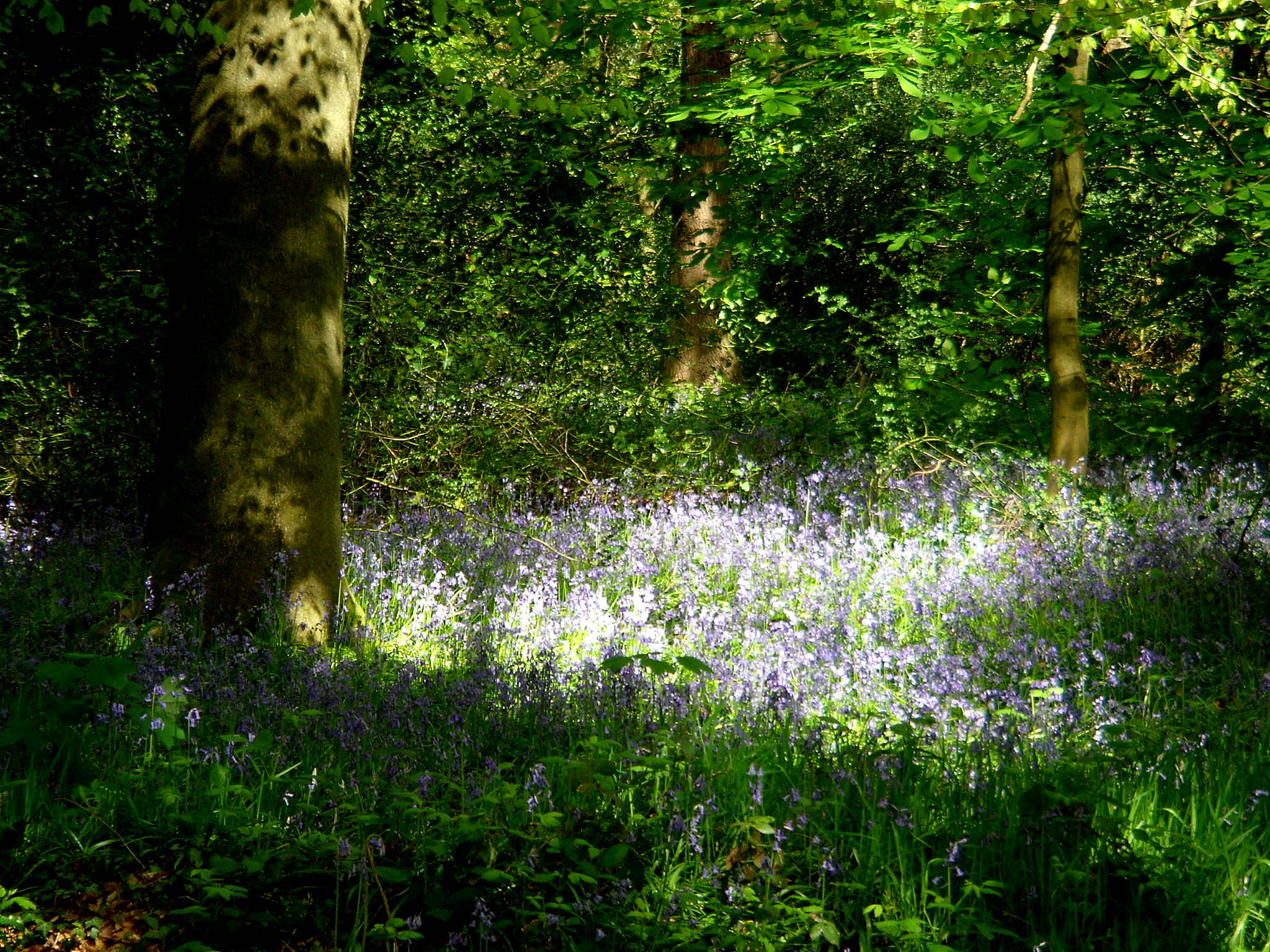 Nikon COOLPIX S9 sample photo. Bluebells in the sun  photography