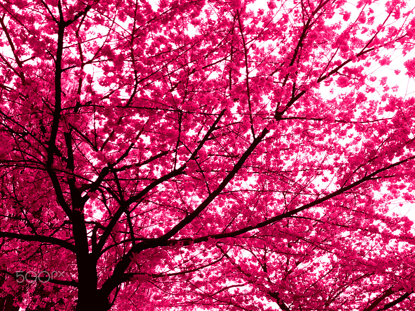 Samsung Galaxy Stellar sample photo. Pink tree photography