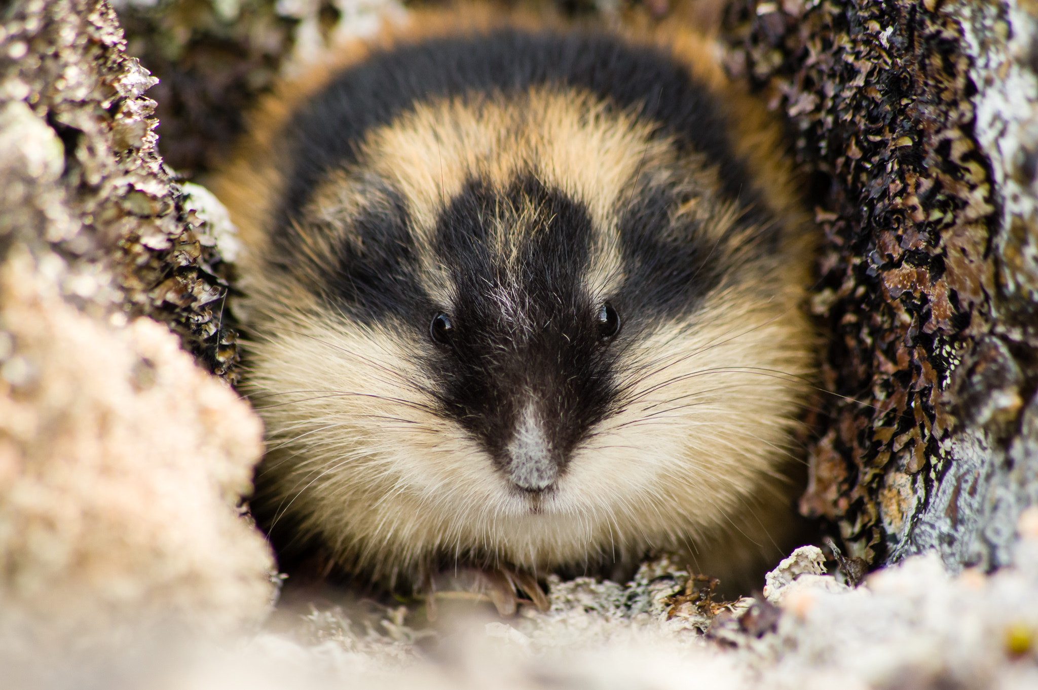 Pentax K-3 II + Pentax smc DA 55-300mm F4.0-5.8 ED sample photo. Lemming photography