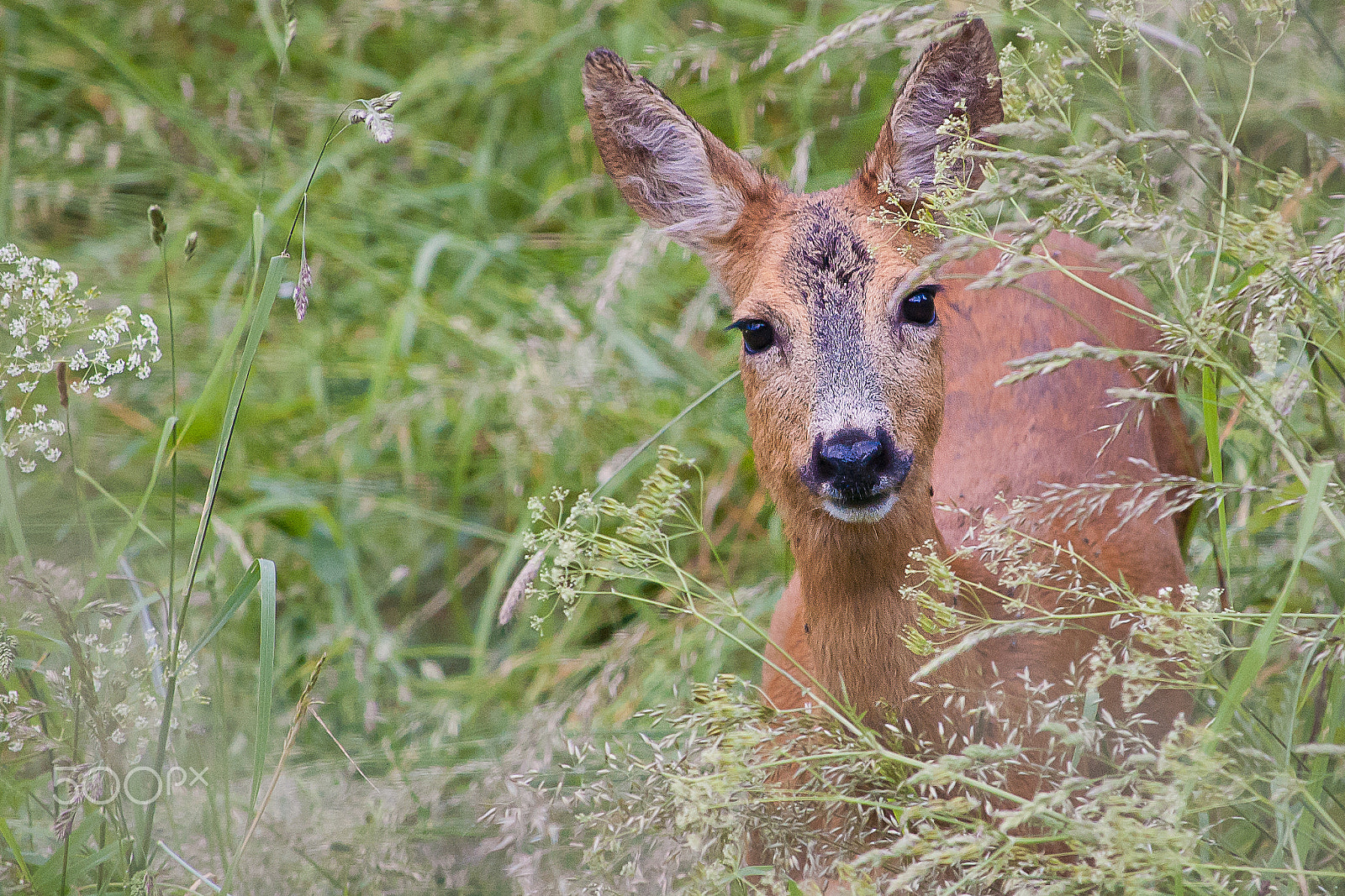 Nikon D40 sample photo. Shy one photography