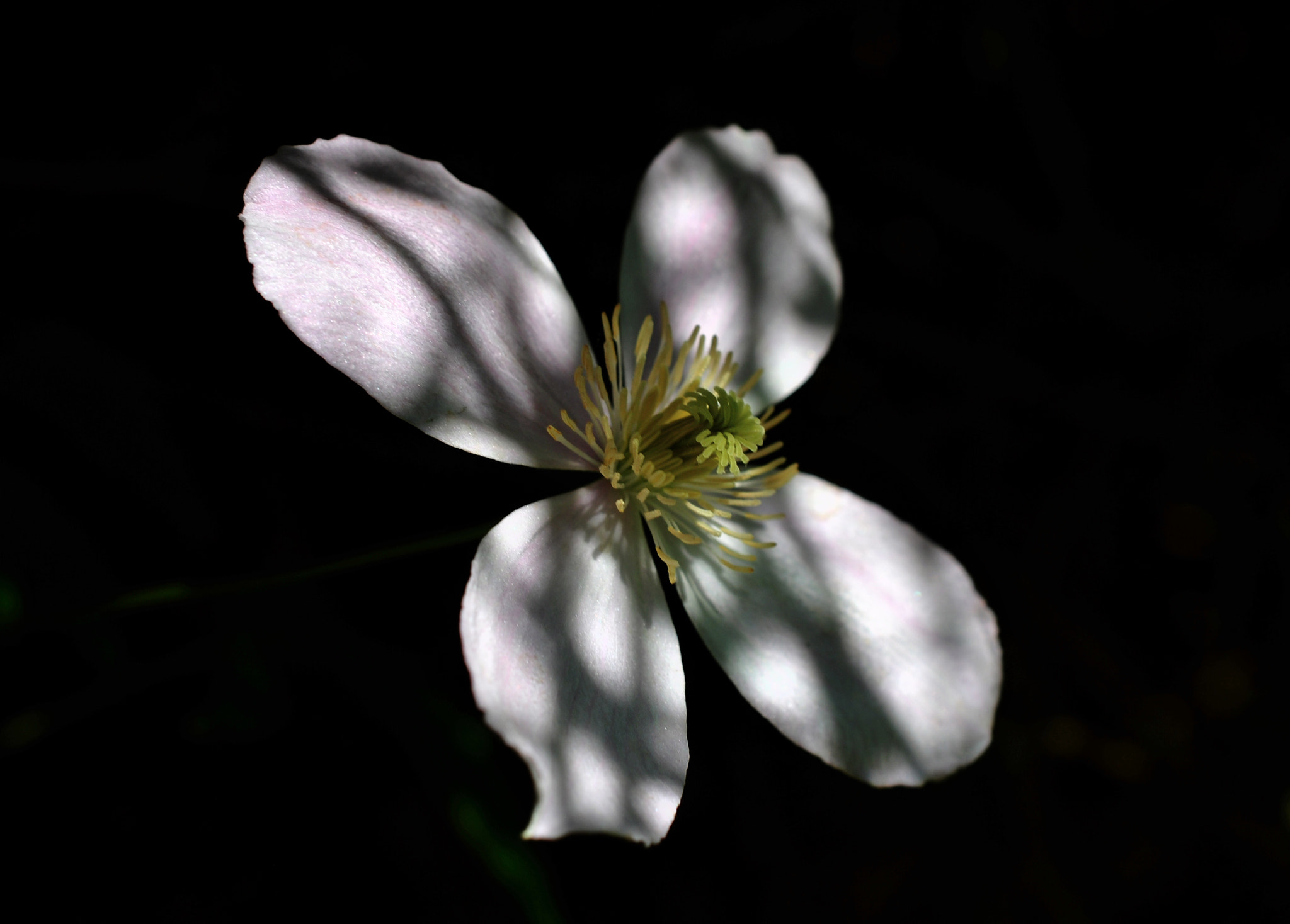 Nikon AF-S DX Micro Nikkor 40mm F2.8 sample photo. Prison flower photography