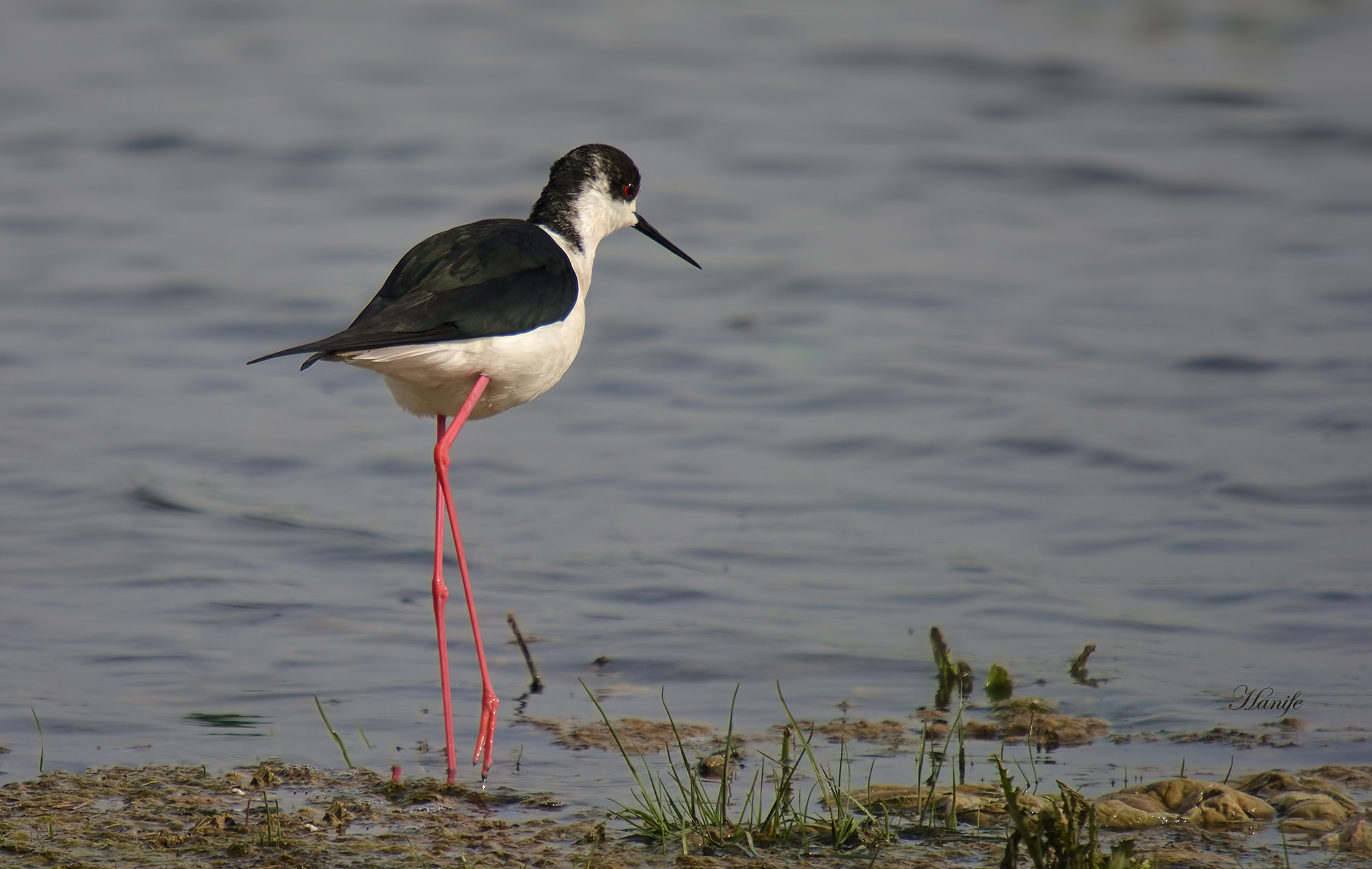 Nikon D7100 + Sigma 50-500mm F4-6.3 EX APO RF HSM sample photo. Uzunbacak (black-winged stilt, himantopus himantopus) photography