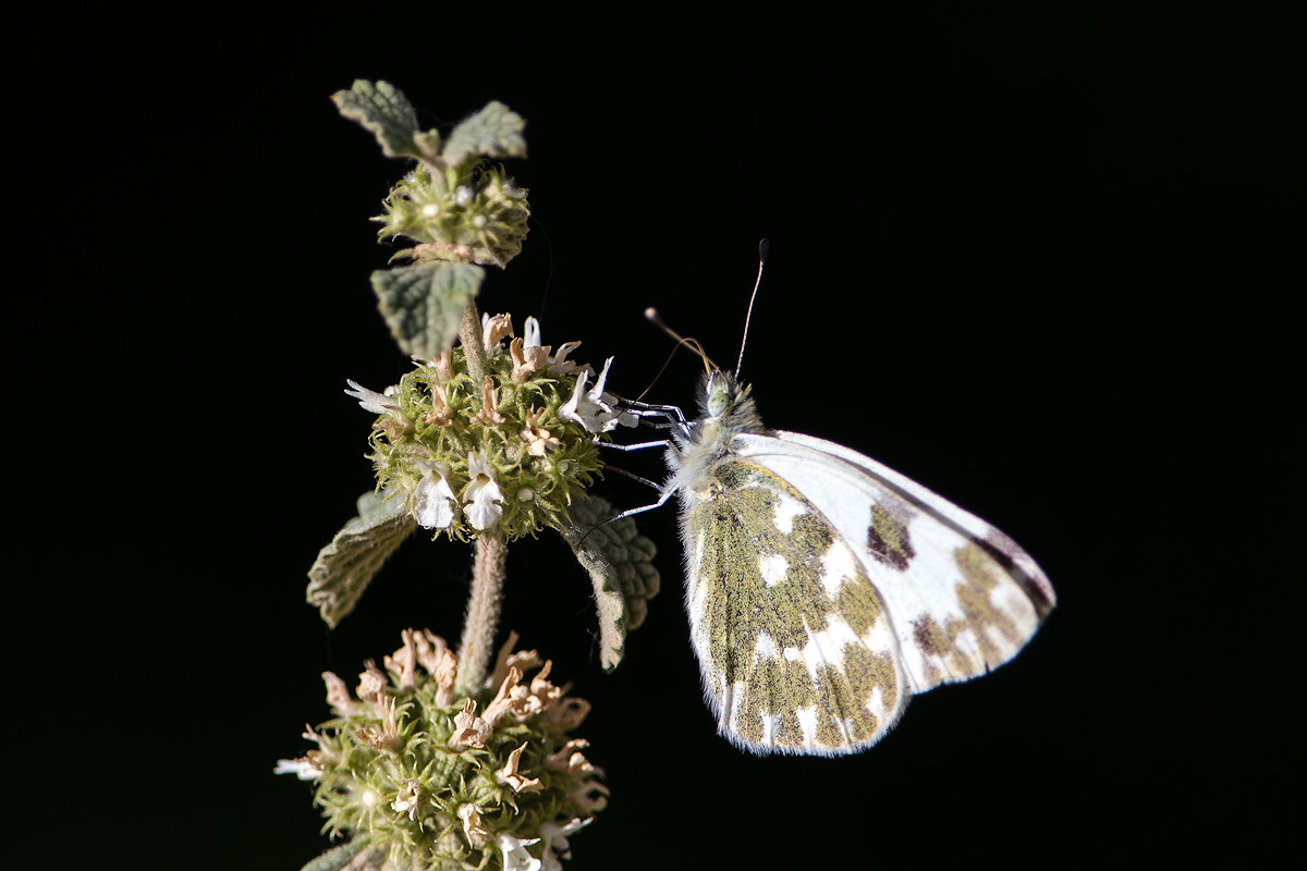 Canon EOS 70D + Canon EF 300mm F2.8L IS II USM sample photo. Time of butterflies photography